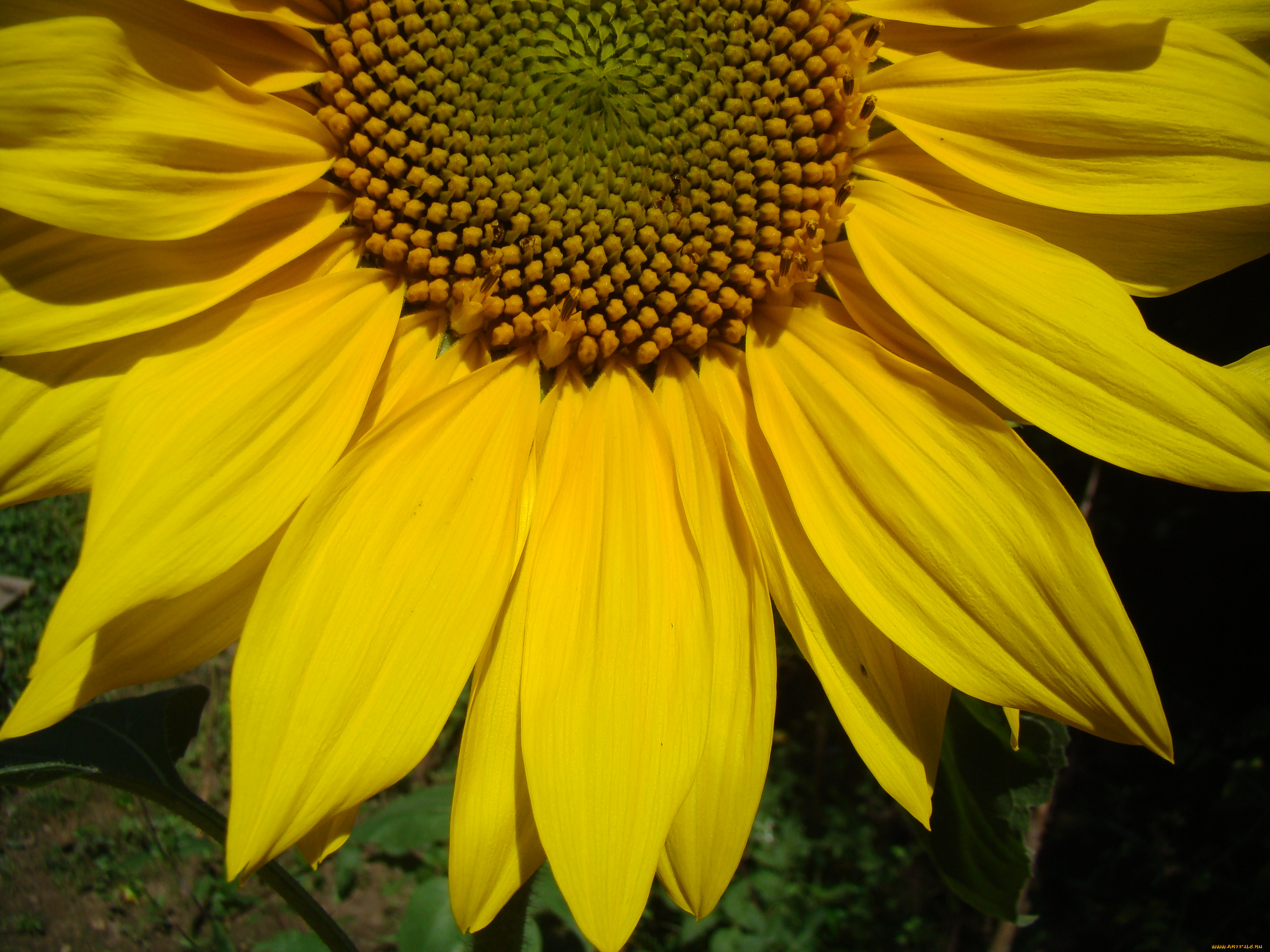 цветы, подсолнухи