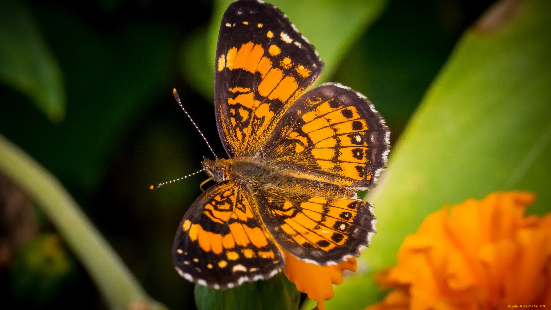 животные, бабочки, оранжевый, макро, крылья