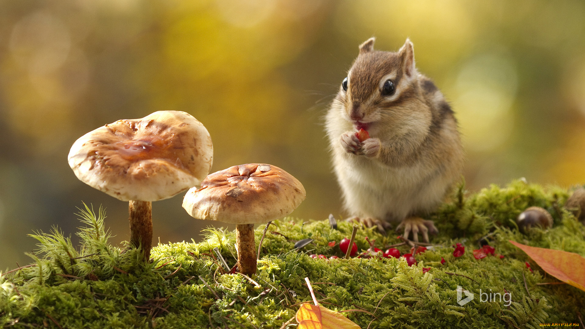 животные, бурундуки, грибы