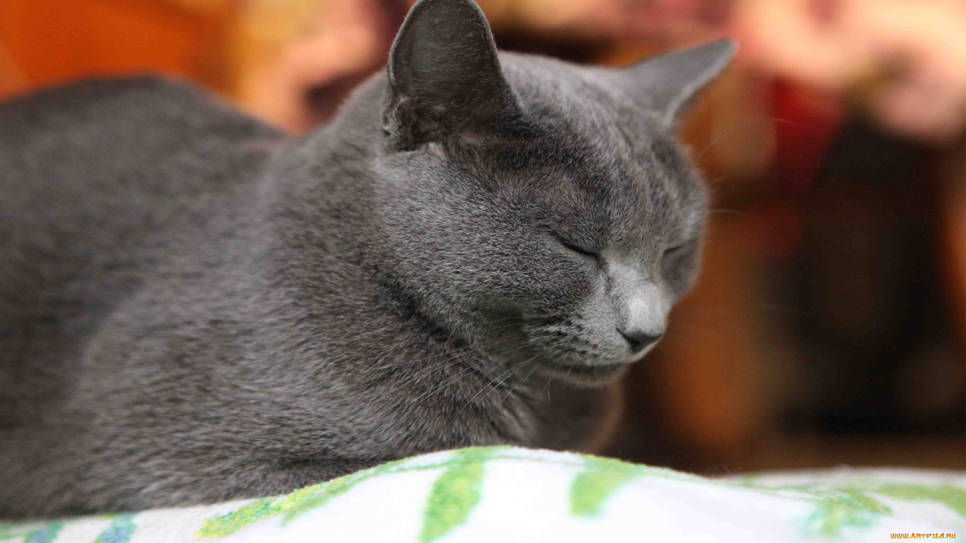 животные, коты, cat