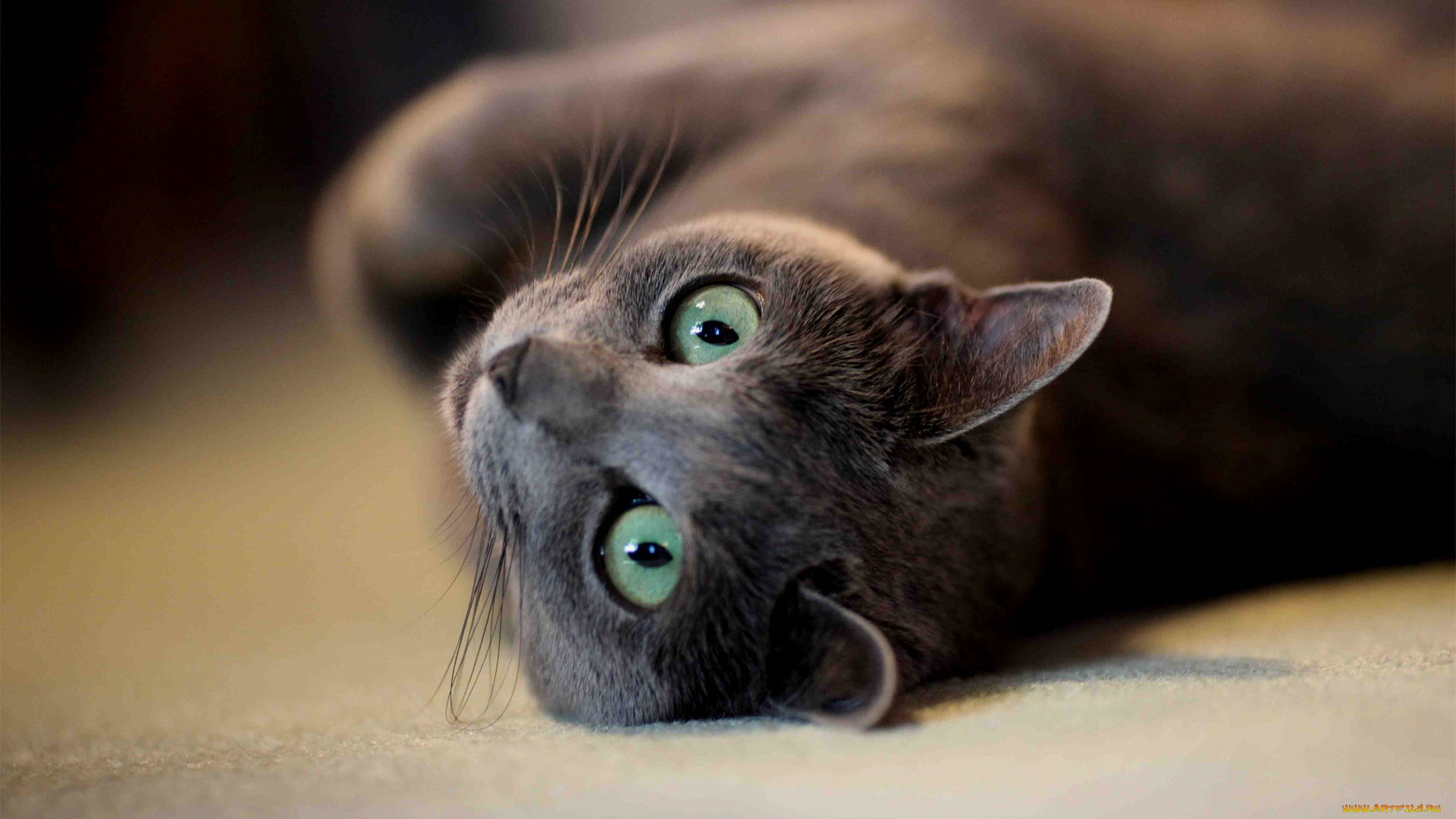 животные, коты, cat