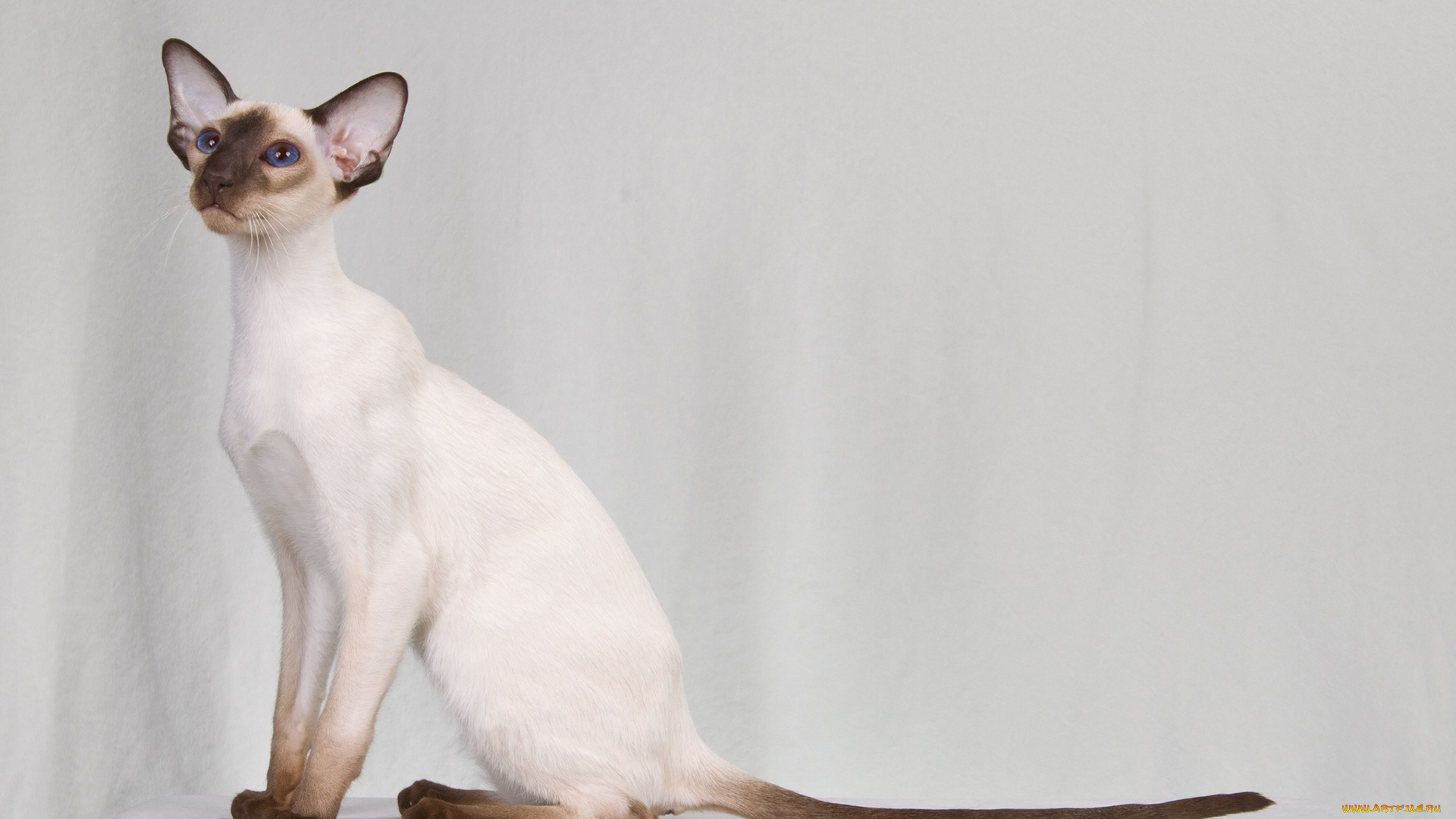 животные, коты, кот, кошка, колор-пойнт, настоящая, сиамская