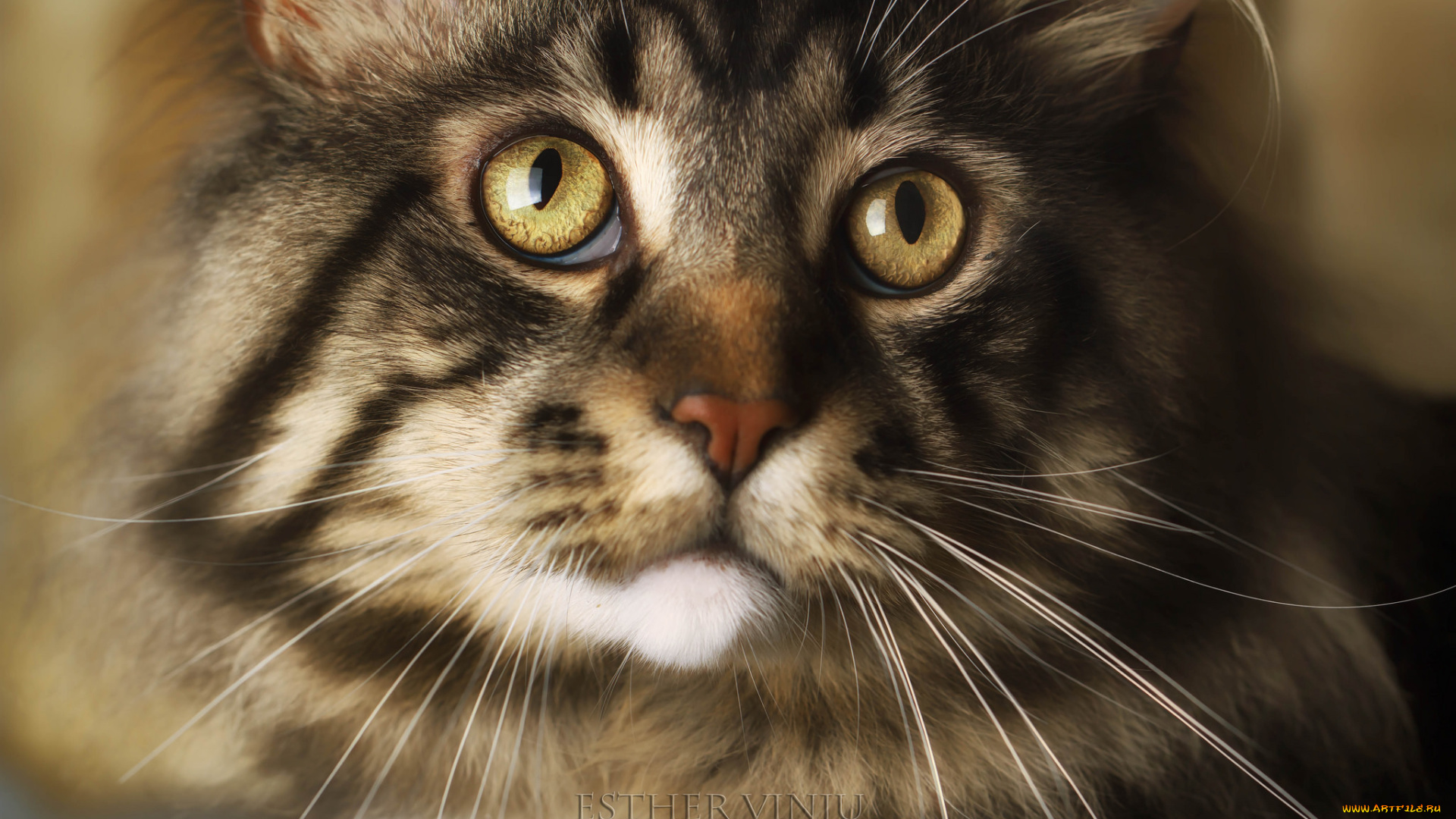 животные, коты, коте, кошка, киса, ушки, усы, лежит, взгляд