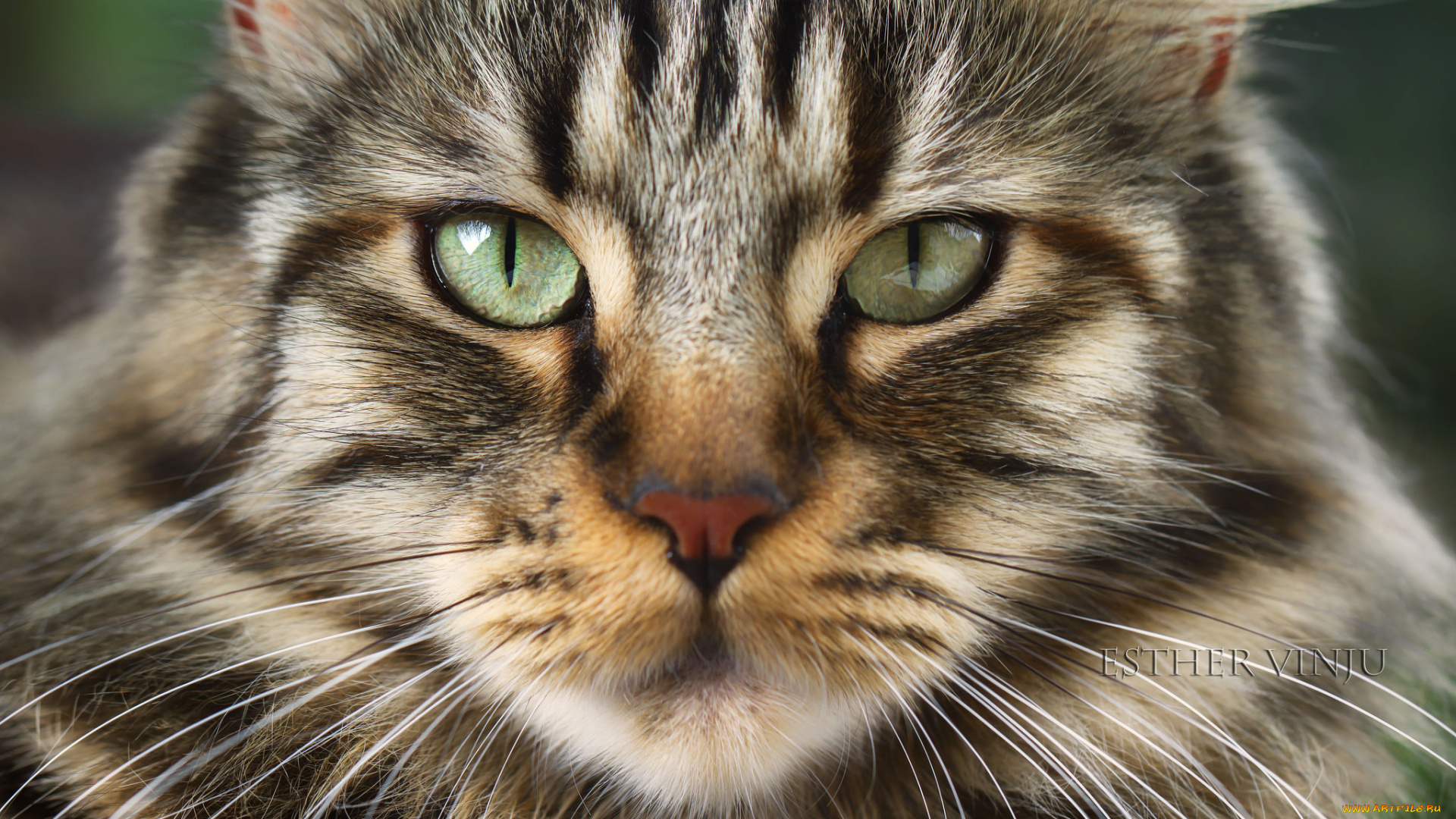 животные, коты, лежит, усы, взгляд, коте, ушки, кошка, киса