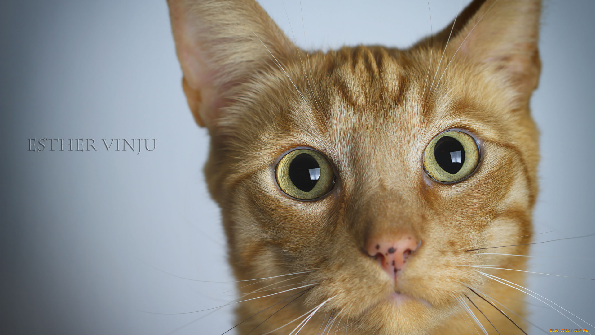 животные, коты, ушки, усы, лежит, взгляд, коте, кот, кошка, киса