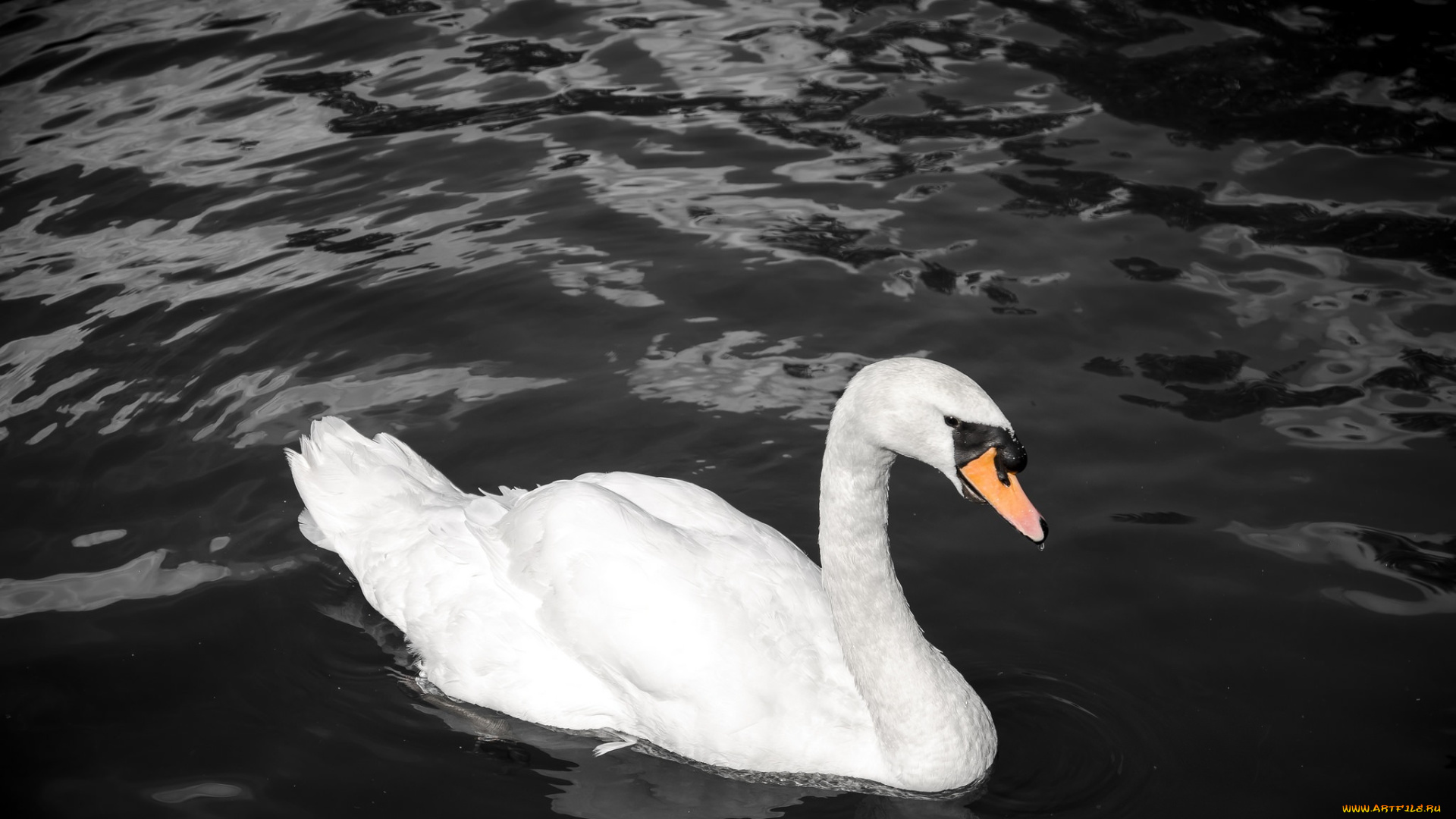 животные, лебеди, контраст, грация, вода, белый