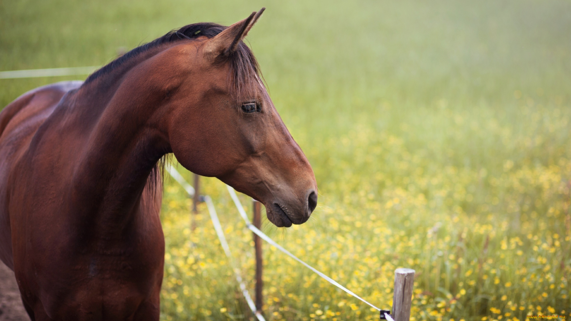 животные, лошади, лето, изгородь, грива, конь, луг, профиль, морда