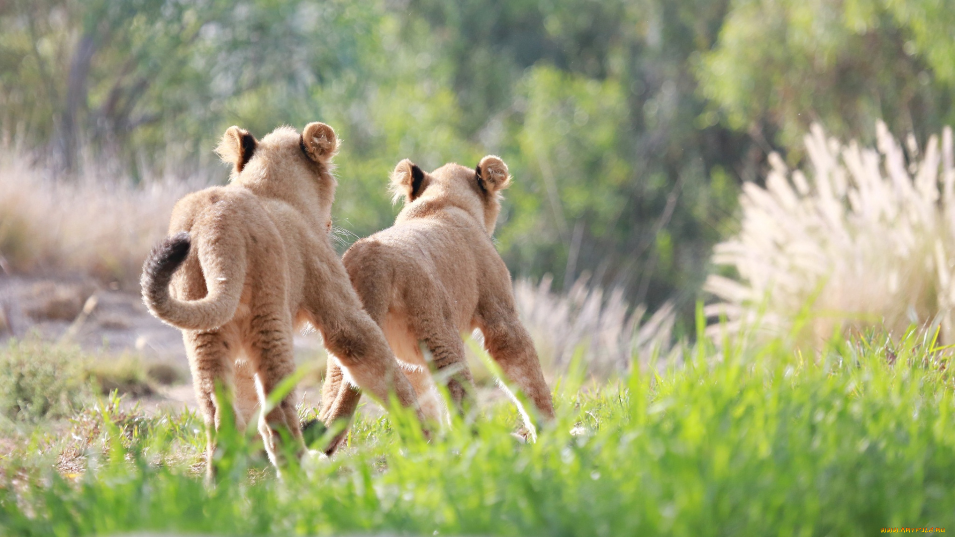 животные, львы, львята, погоня, бег, игра, пара, малыши, детеныши