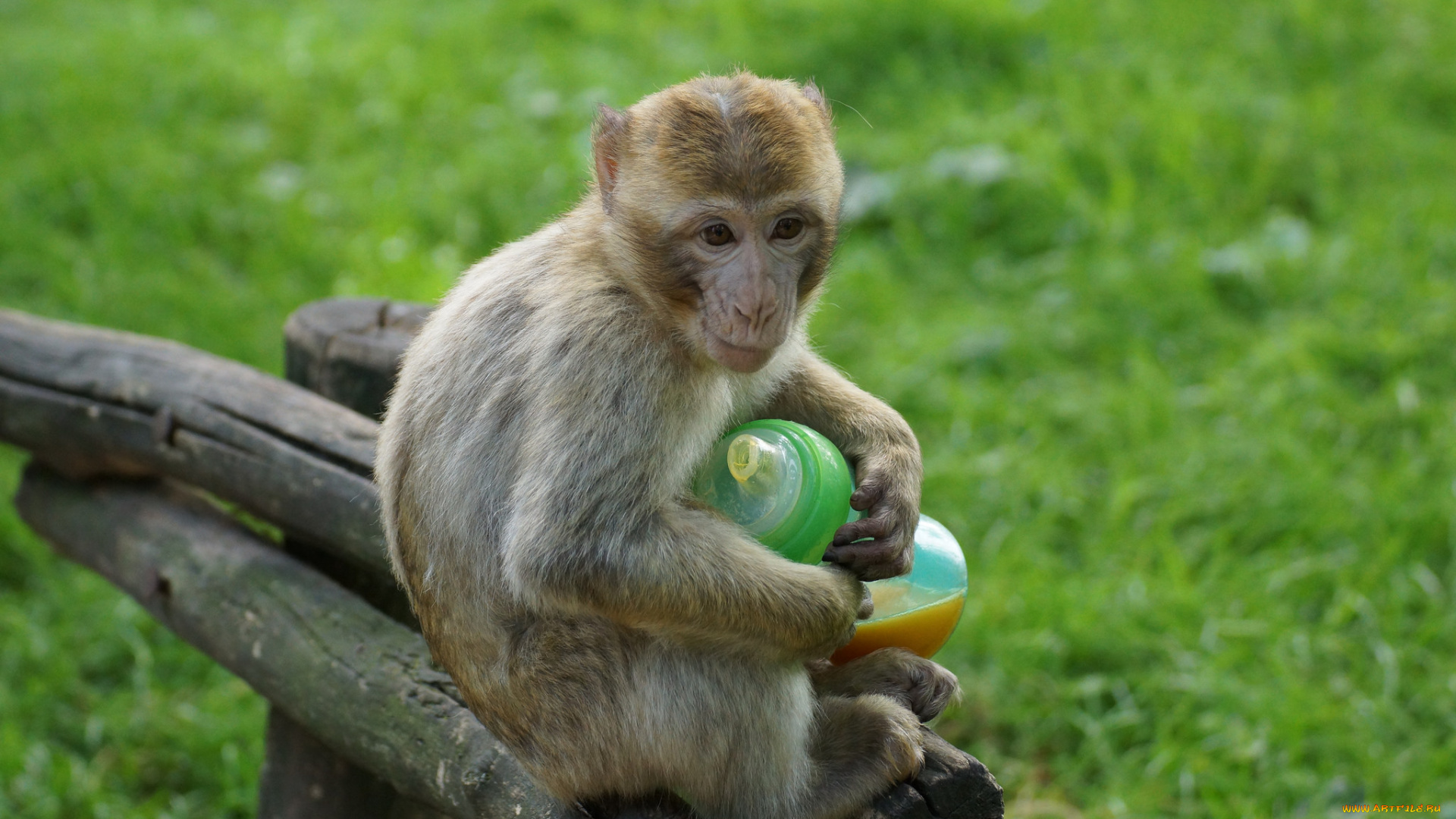 животные, обезьяны, гримаса, поилка, зелень, трава, обезьяна