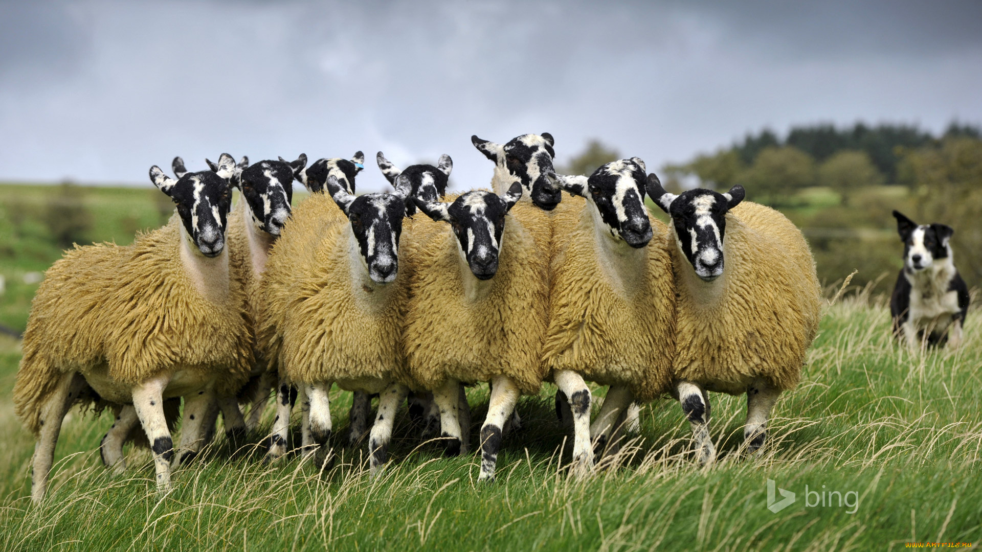 животные, овцы, , бараны