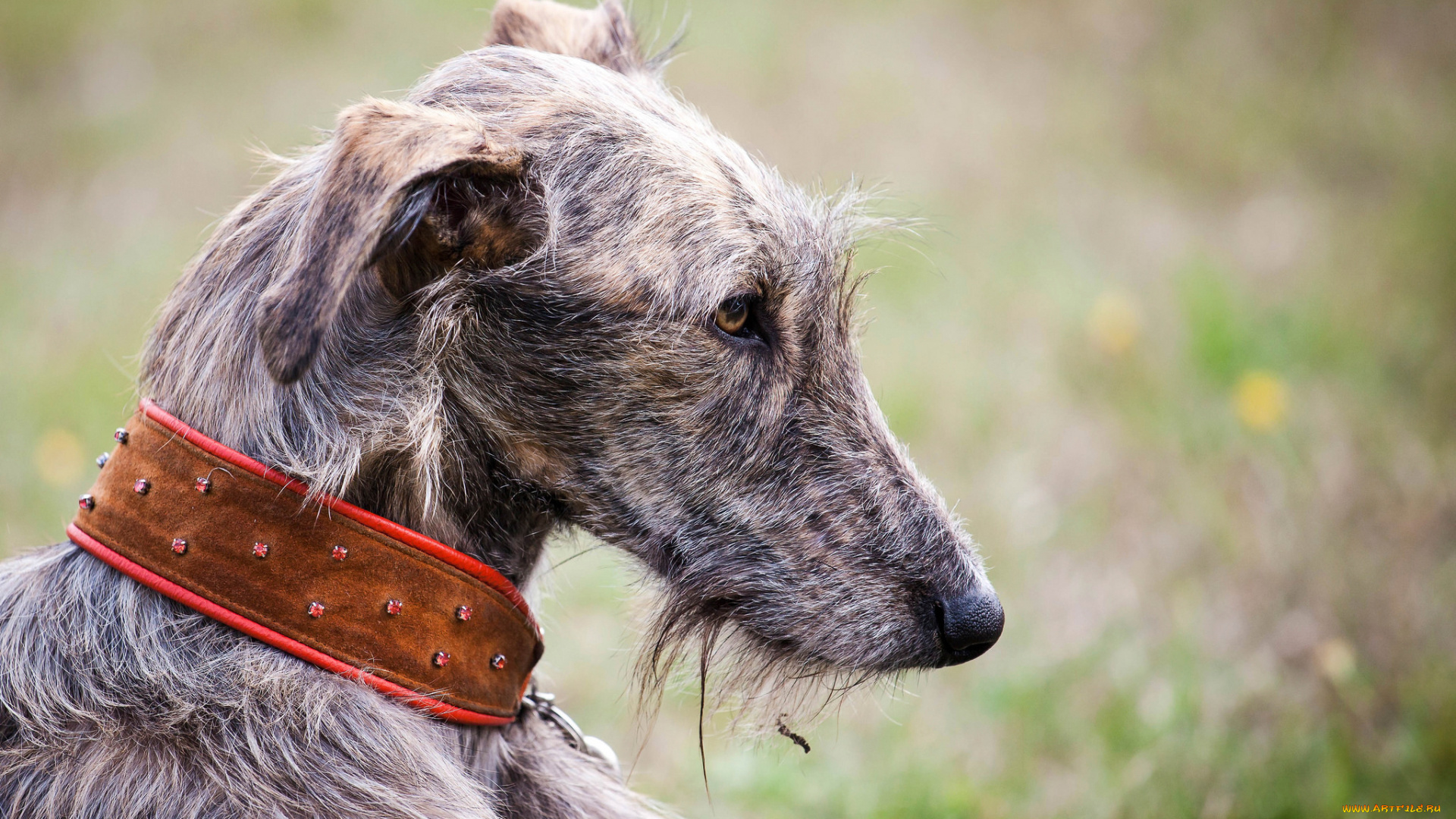 животные, собаки, собака, профиль, ошейник