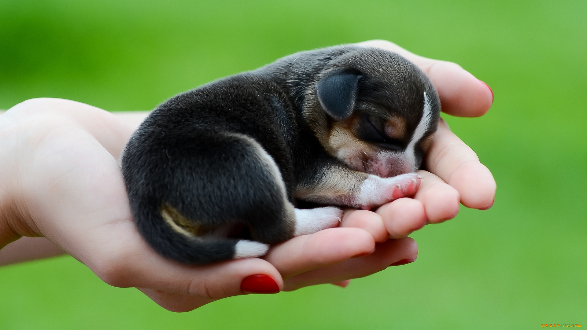 животные, собаки, сон