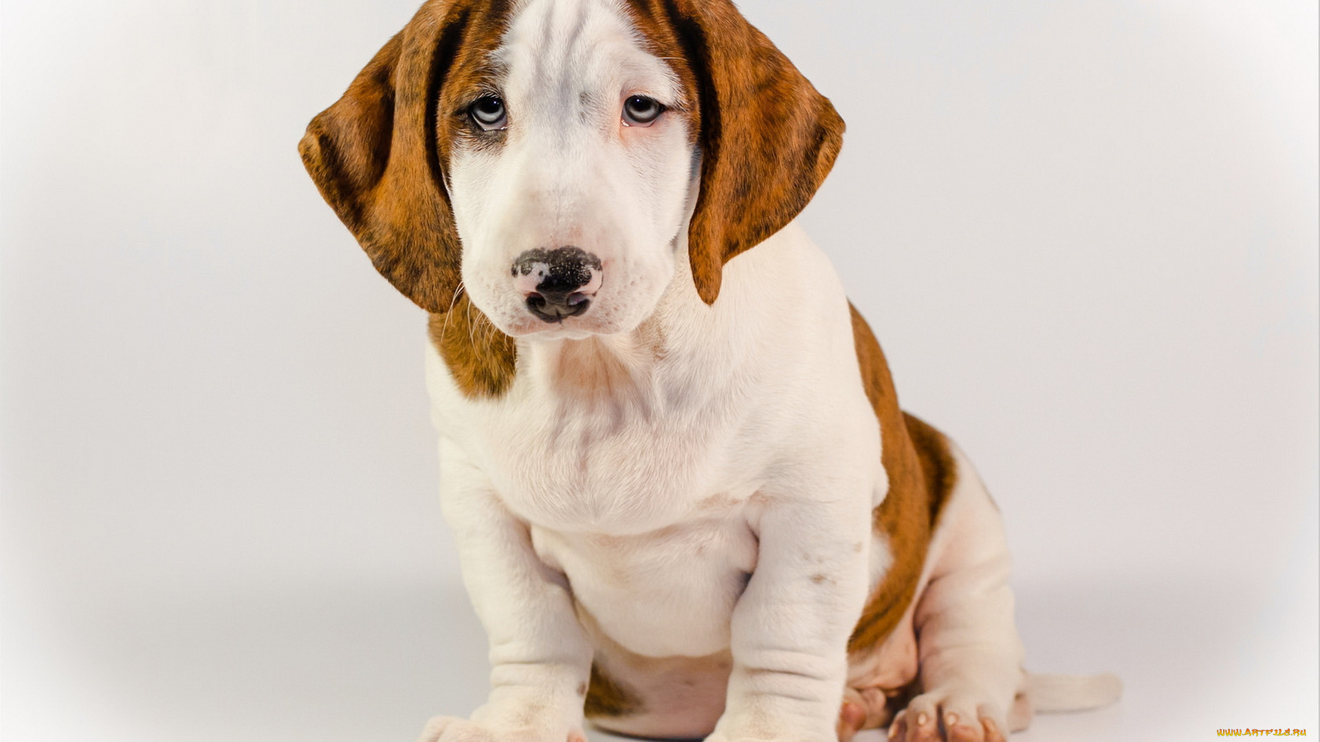 животные, собаки, взгляд, друг, собака