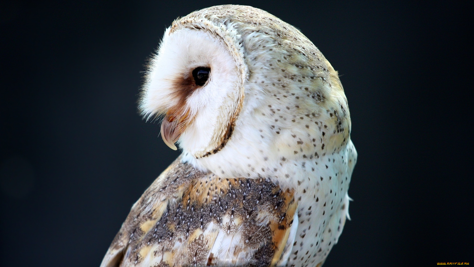 животные, совы, сова, чёрный, фон, профиль, птица