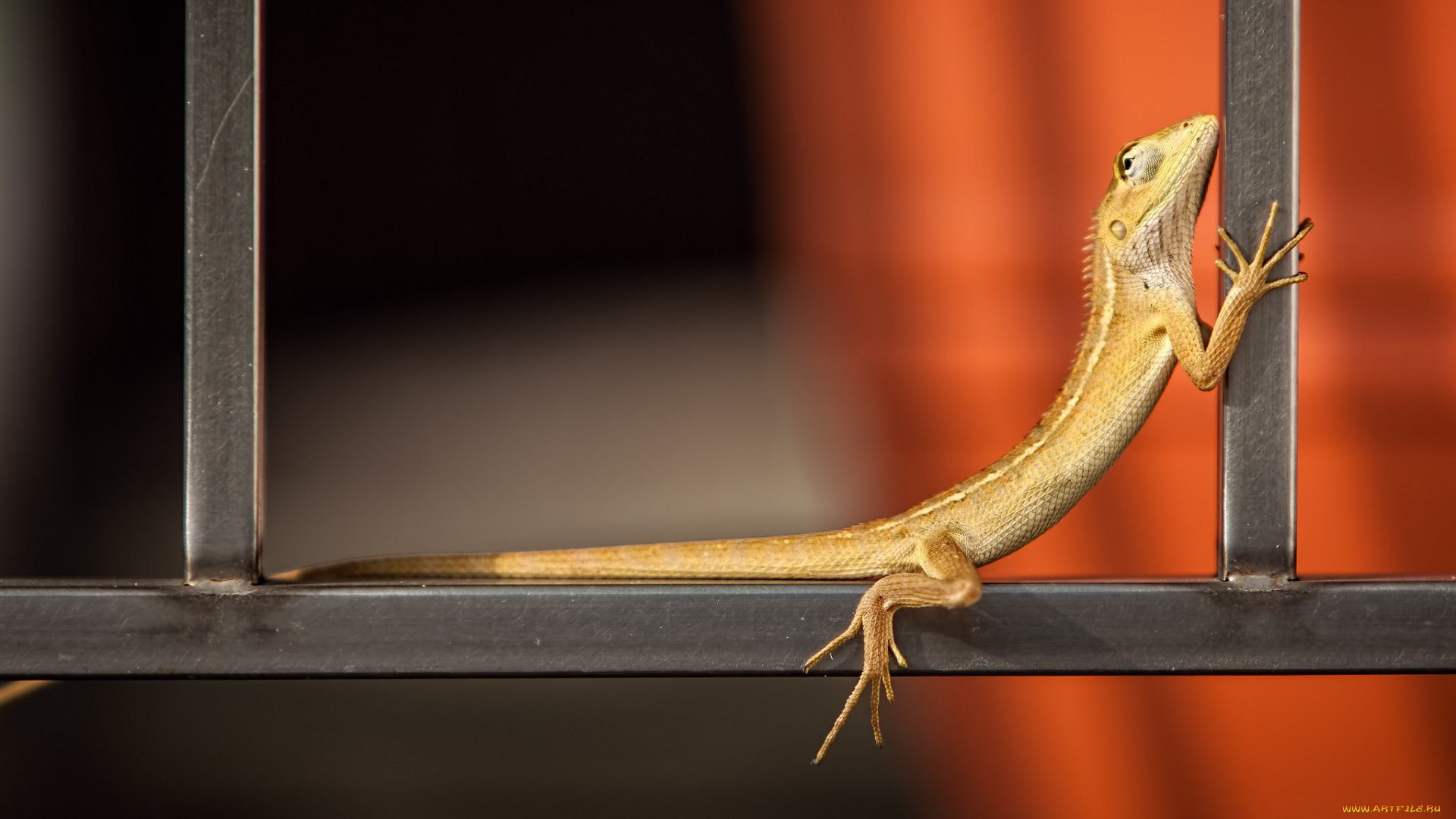 животные, Ящерицы, , игуаны, , вараны, отдыхает, ящерица, греется