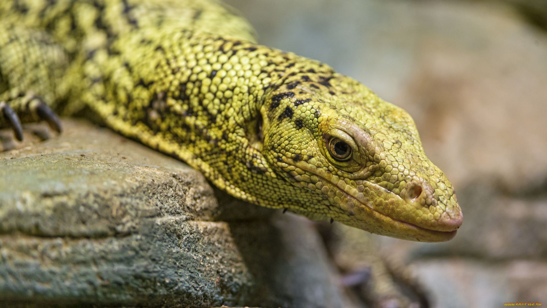 животные, Ящерицы, , игуаны, , вараны, взгляд, лапки, окрас, варан