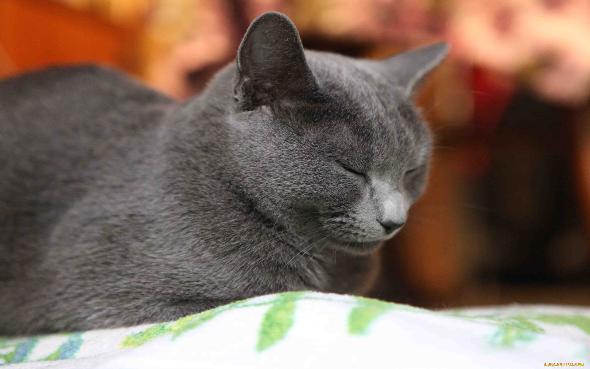 животные, коты, cat