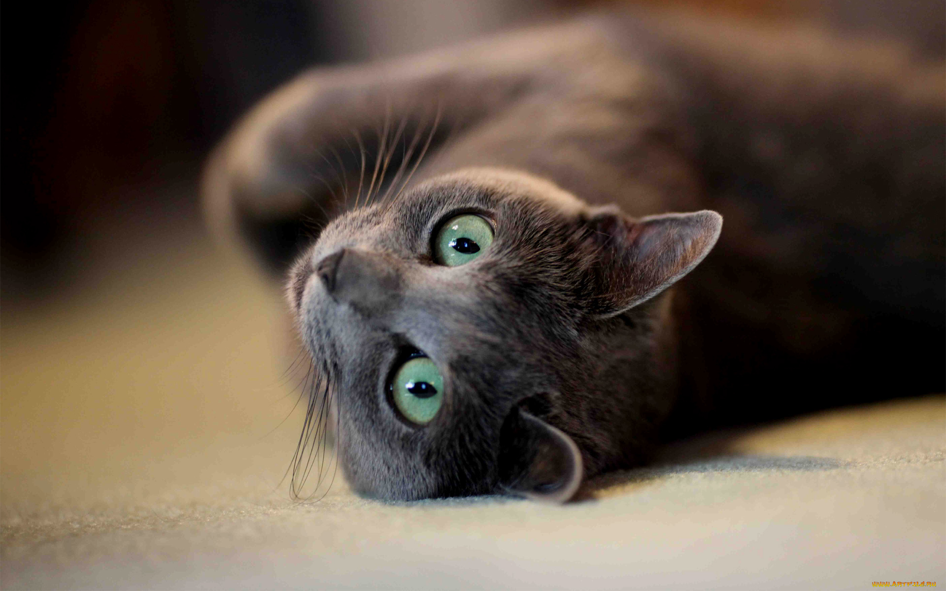 животные, коты, cat