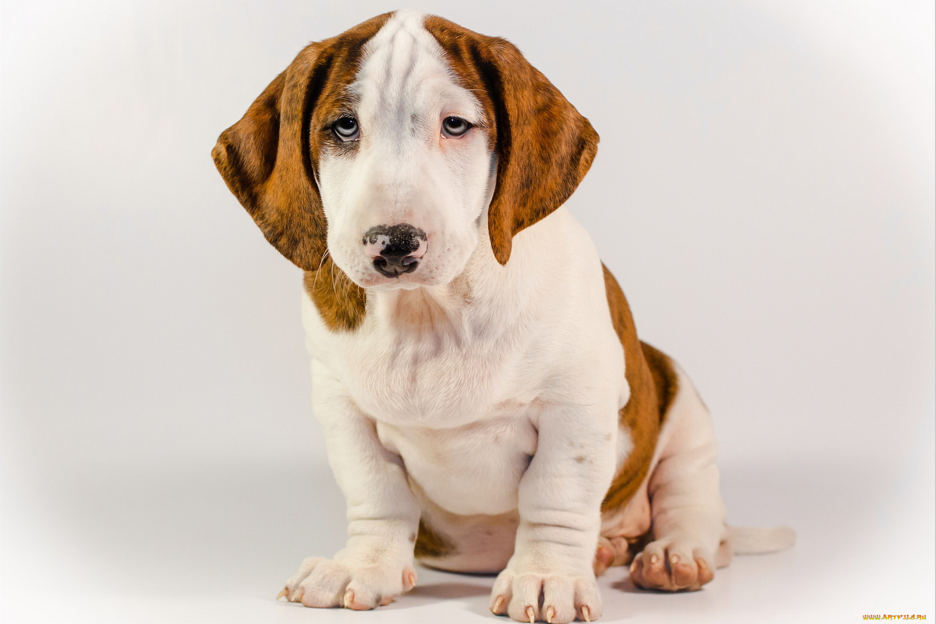 животные, собаки, взгляд, друг, собака