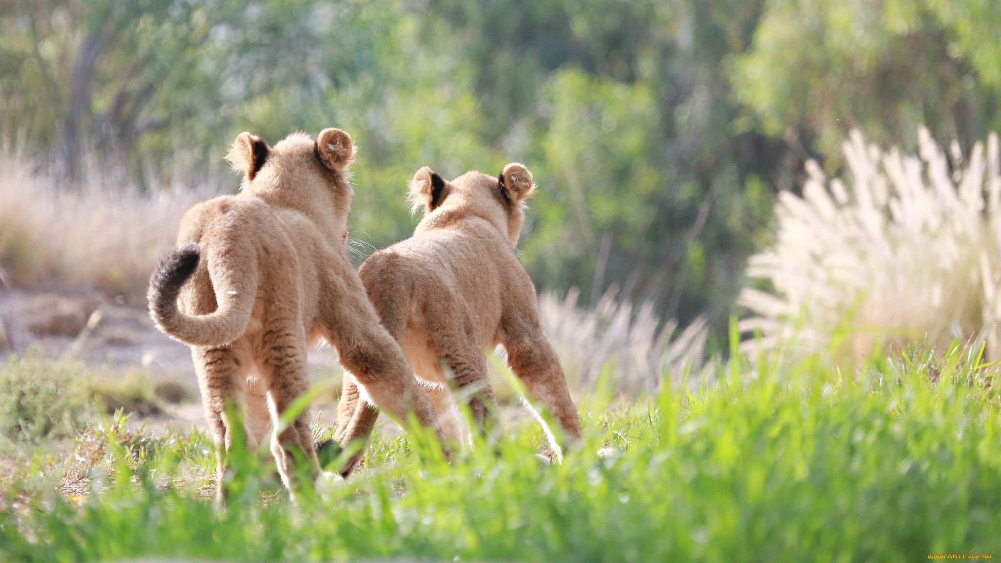 животные, львы, львята, погоня, бег, игра, пара, малыши, детеныши