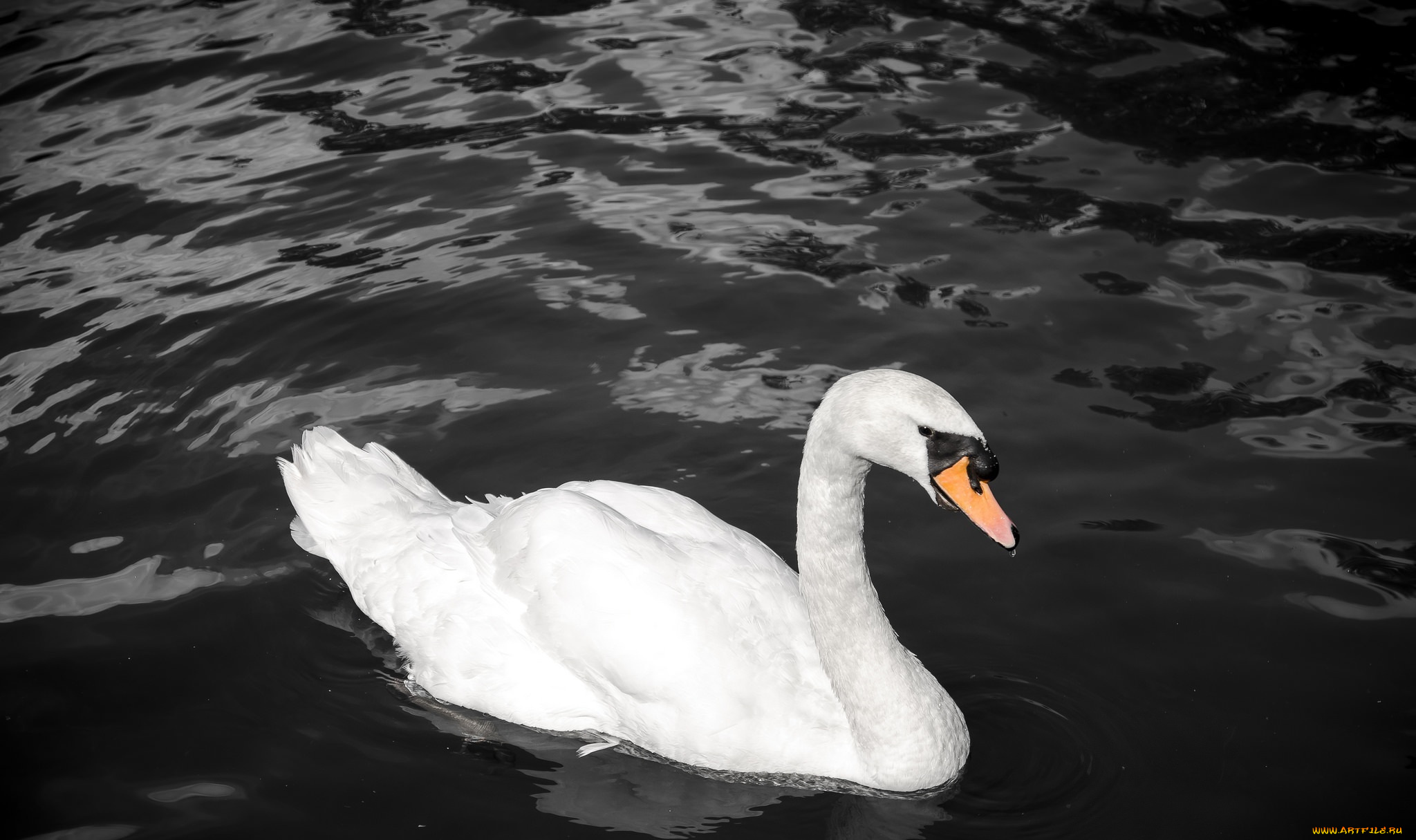животные, лебеди, контраст, грация, вода, белый