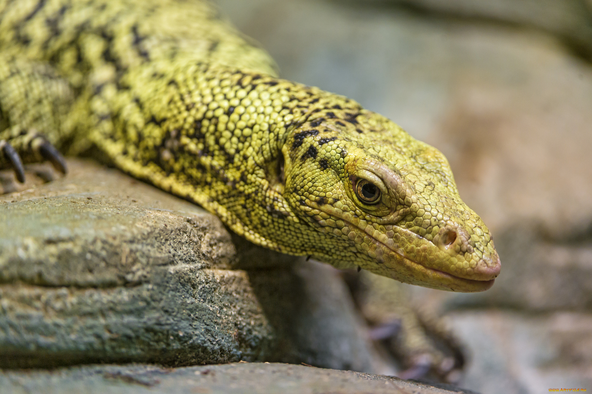 животные, Ящерицы, , игуаны, , вараны, взгляд, лапки, окрас, варан