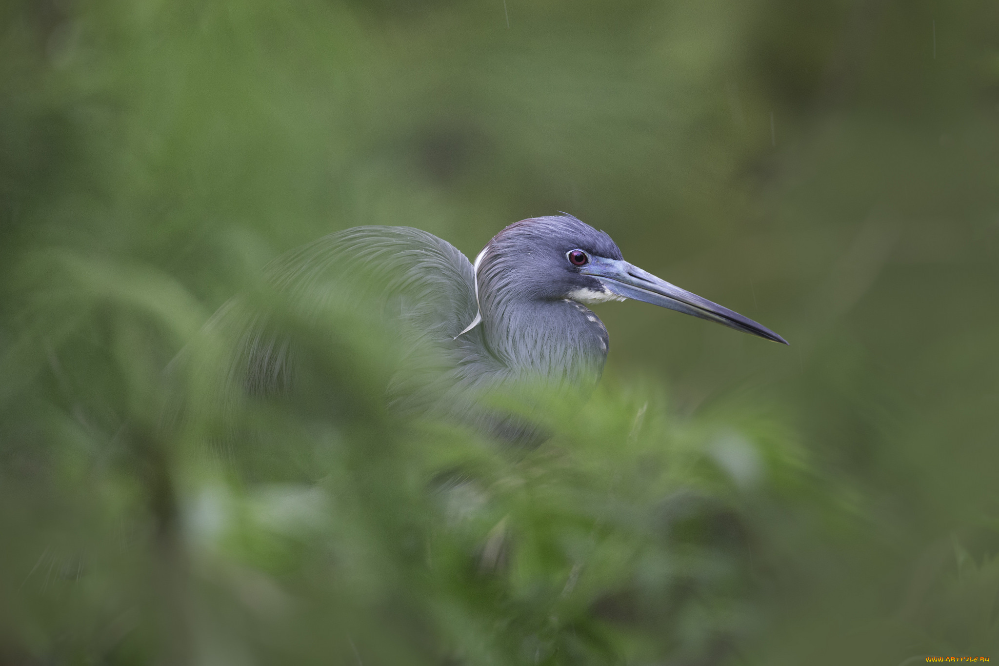животные, цапли, , выпи, отдых, цапля, дерево