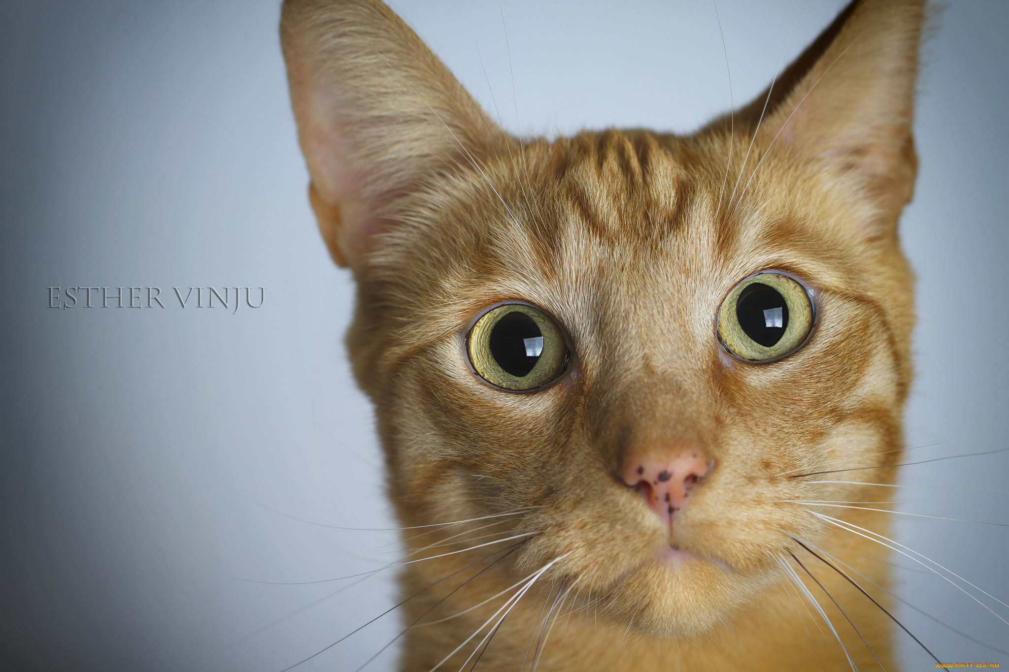 животные, коты, ушки, усы, лежит, взгляд, коте, кот, кошка, киса