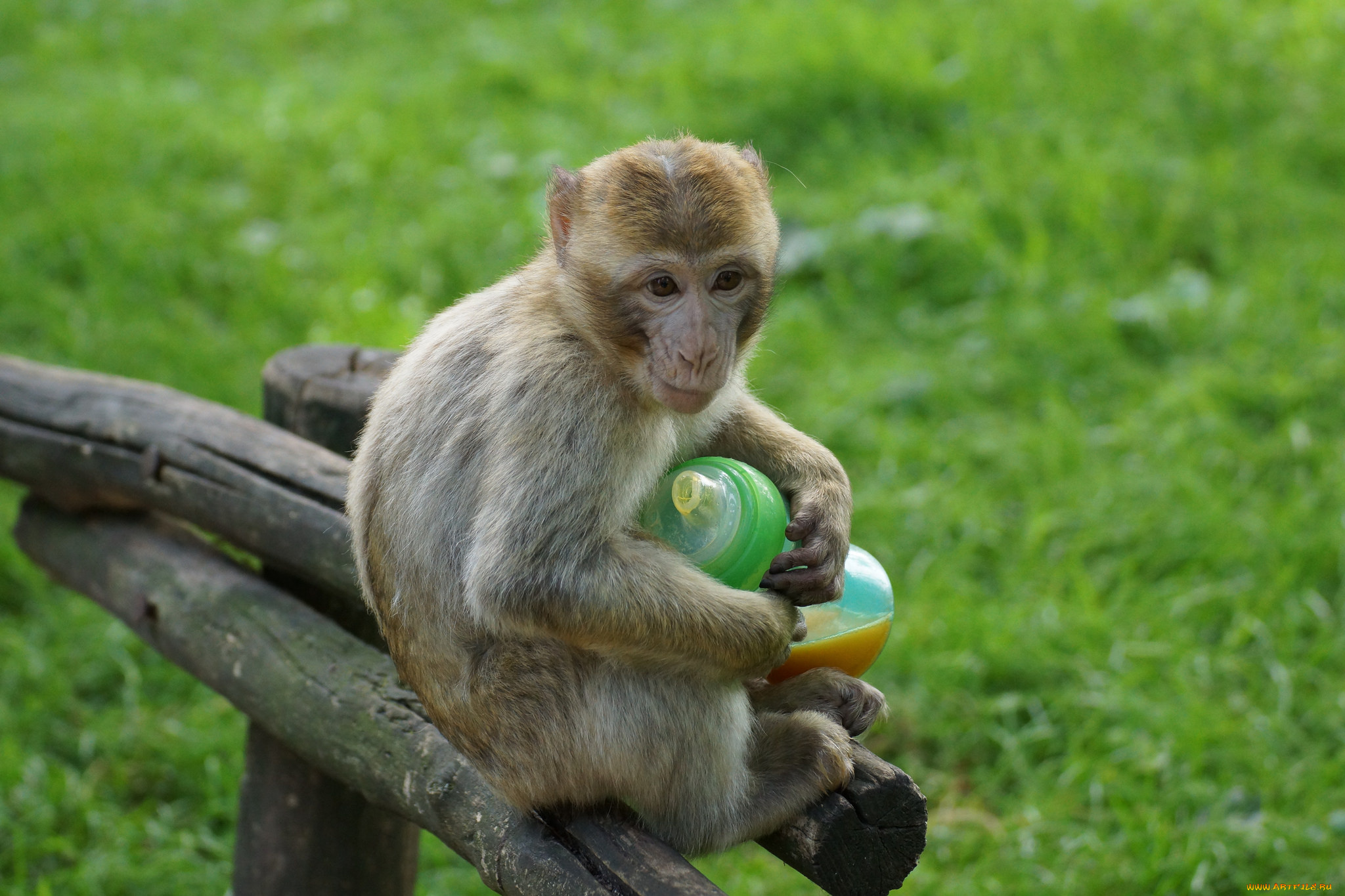 животные, обезьяны, гримаса, поилка, зелень, трава, обезьяна
