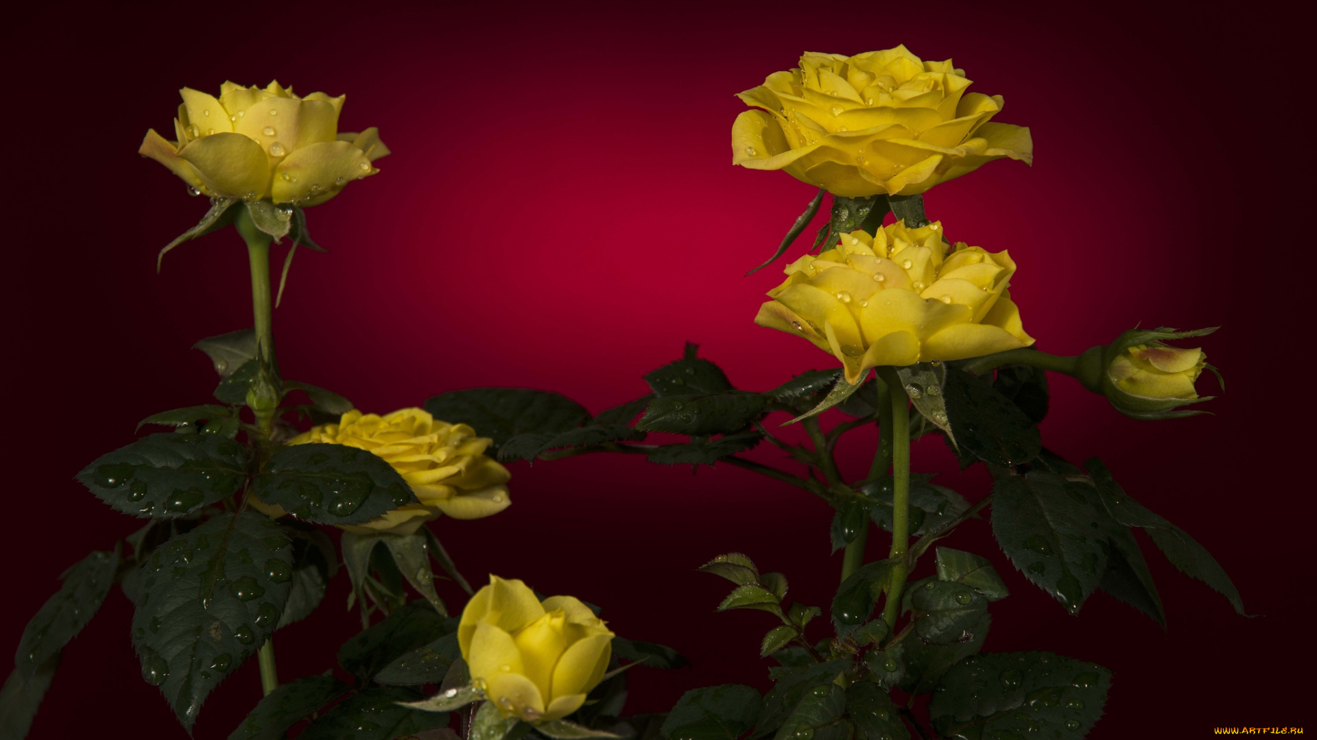 цветы, розы, бутоны, капли