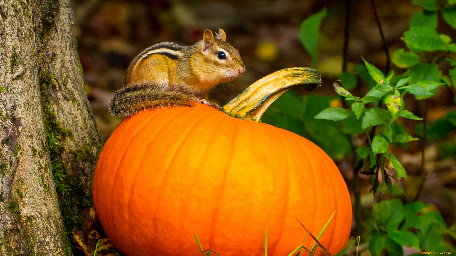 на, зиму, хватит, , животные, бурундуки, бурундучок, тыква