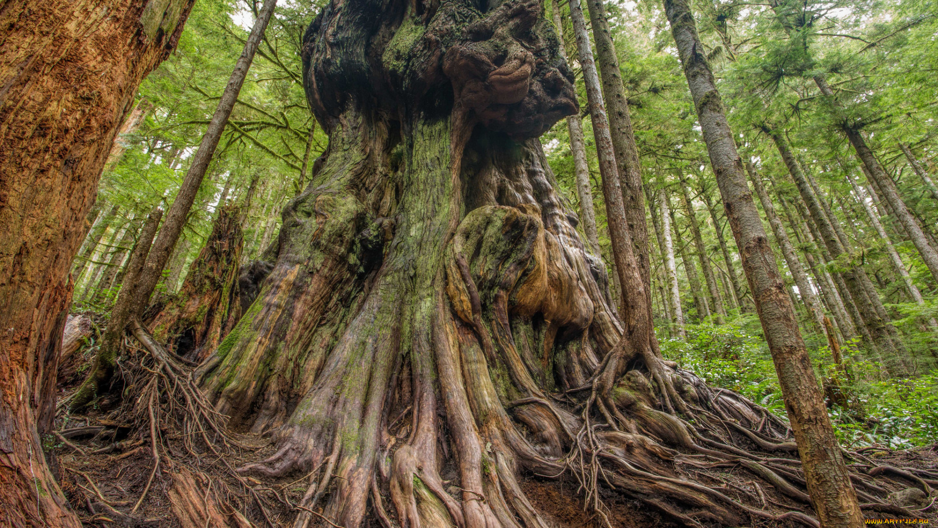 природа, деревья, корни, дерево
