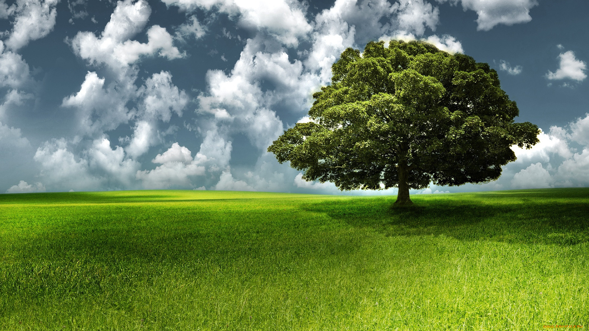 природа, деревья, поле, дерево, небо
