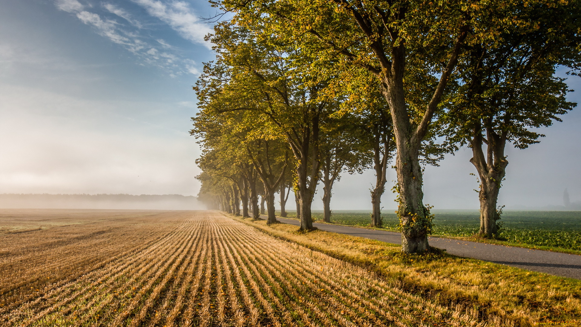 природа, деревья, утро, дорога, поле