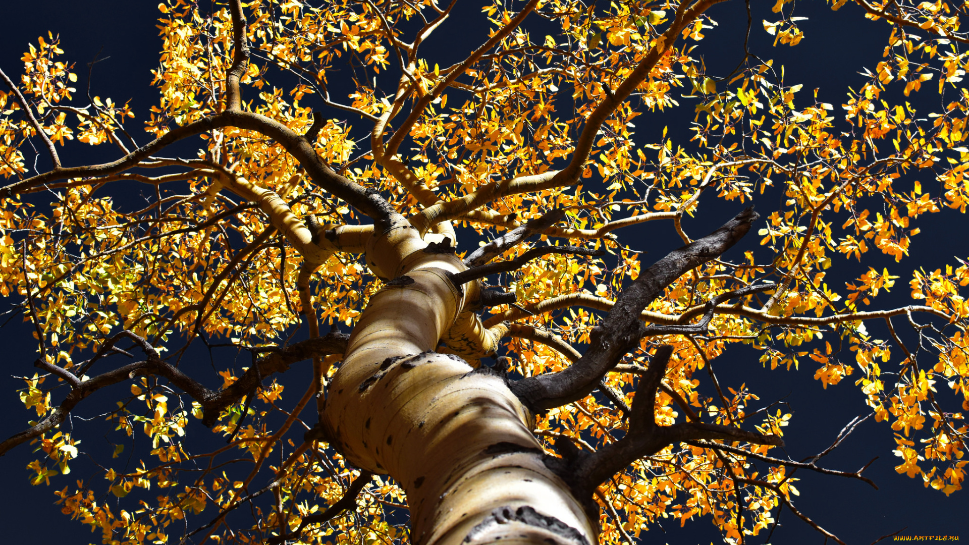 природа, деревья, ветки, осень, дерево, листья