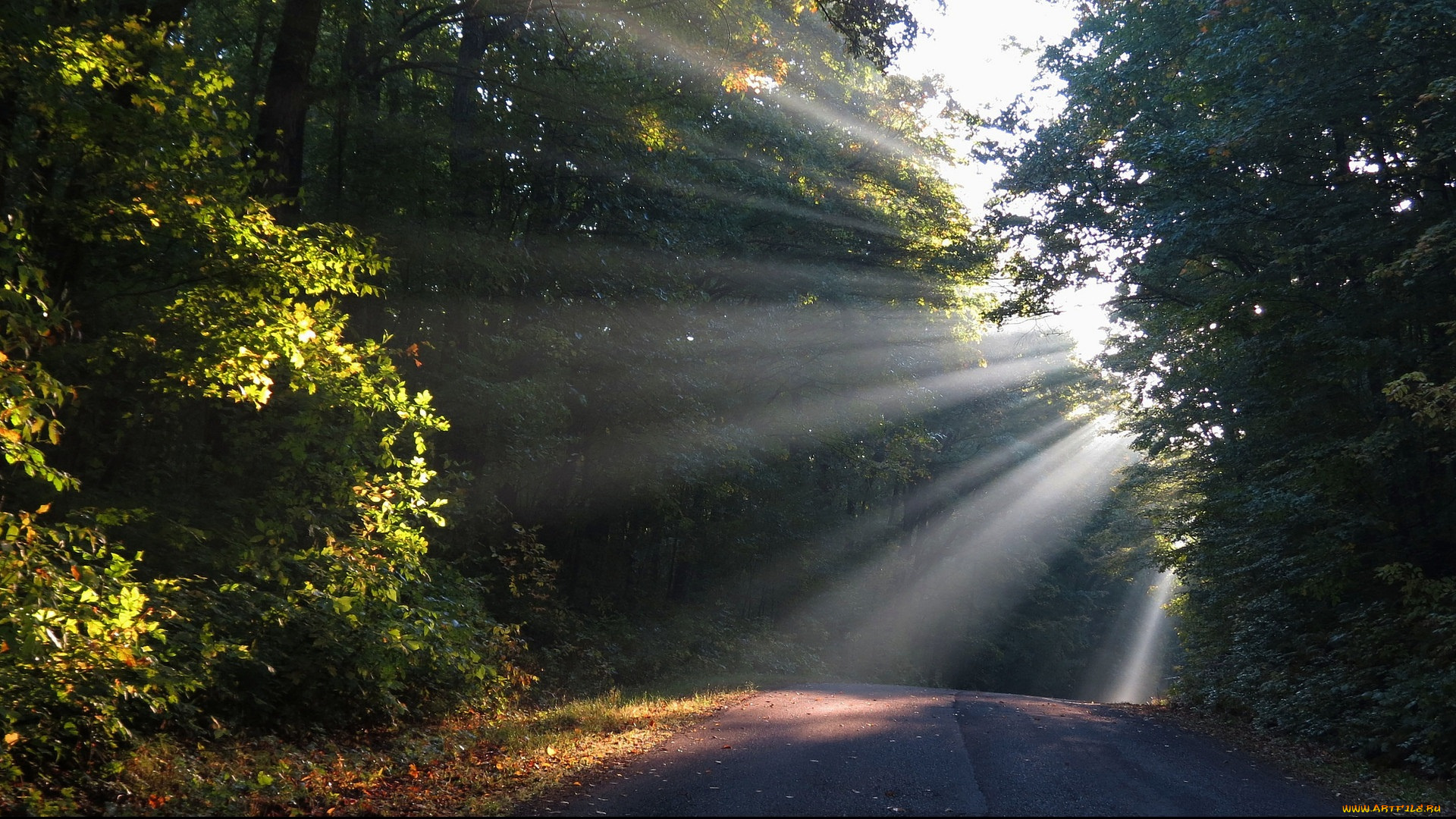 природа, дороги, лучи, дорога, лес