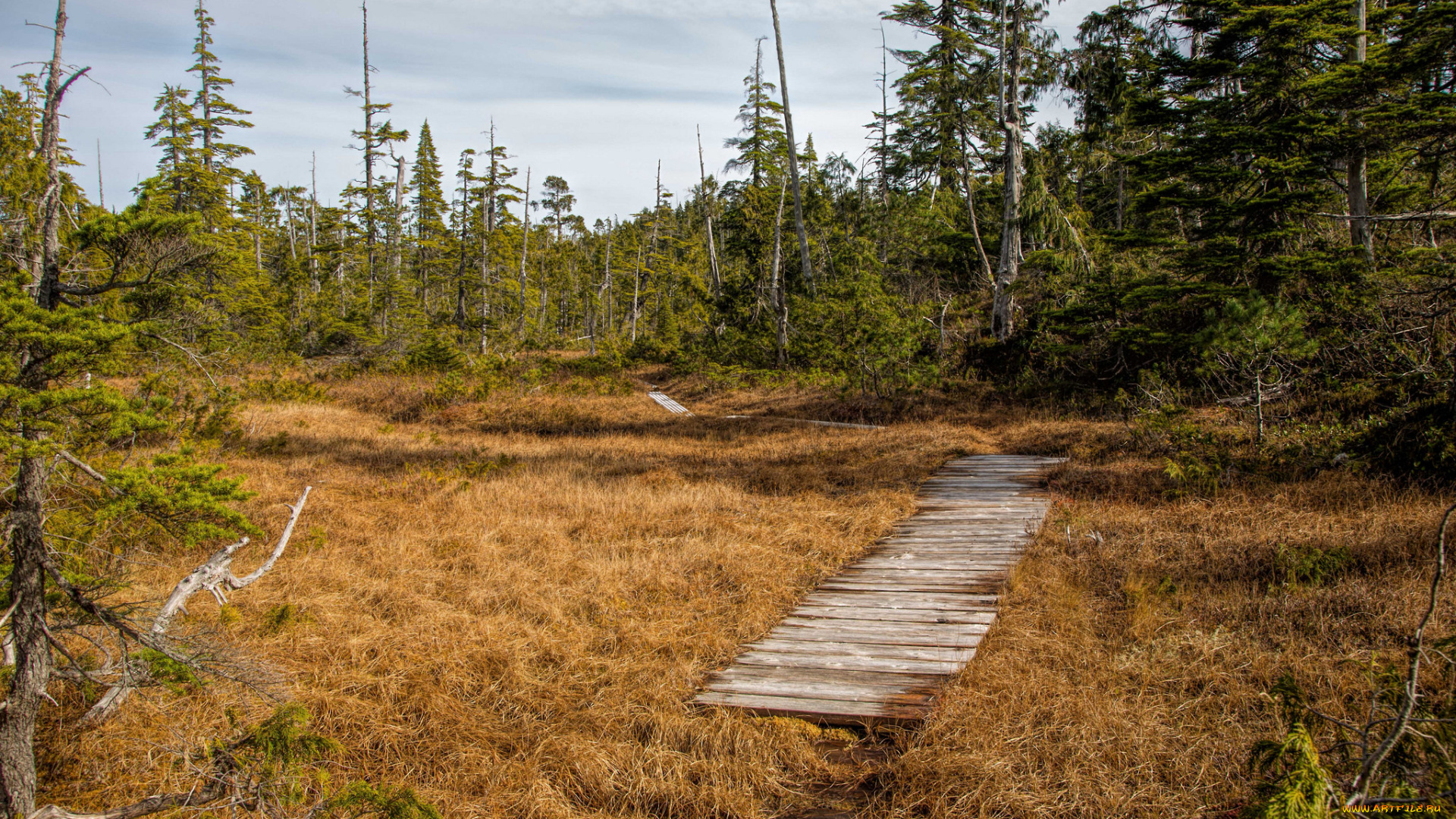 природа, дороги, тропинка, ели