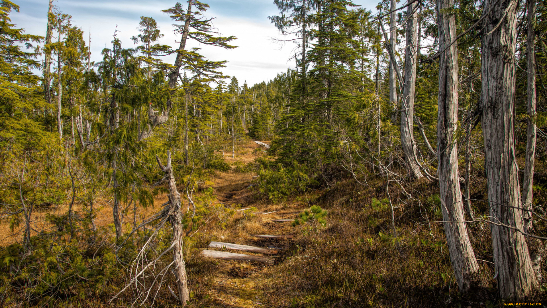 природа, дороги, тропинка, ели