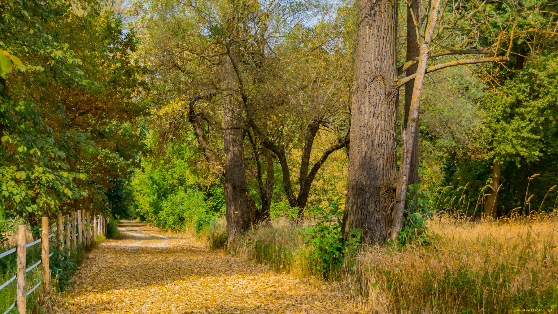 природа, дороги, тропинка, лес, осень