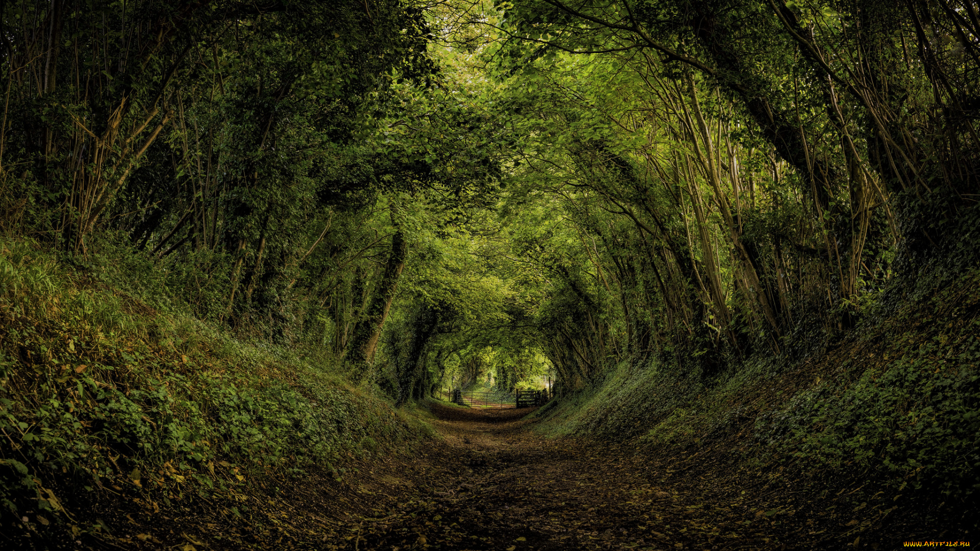 природа, дороги, тропинка, свод, кроны, деревья