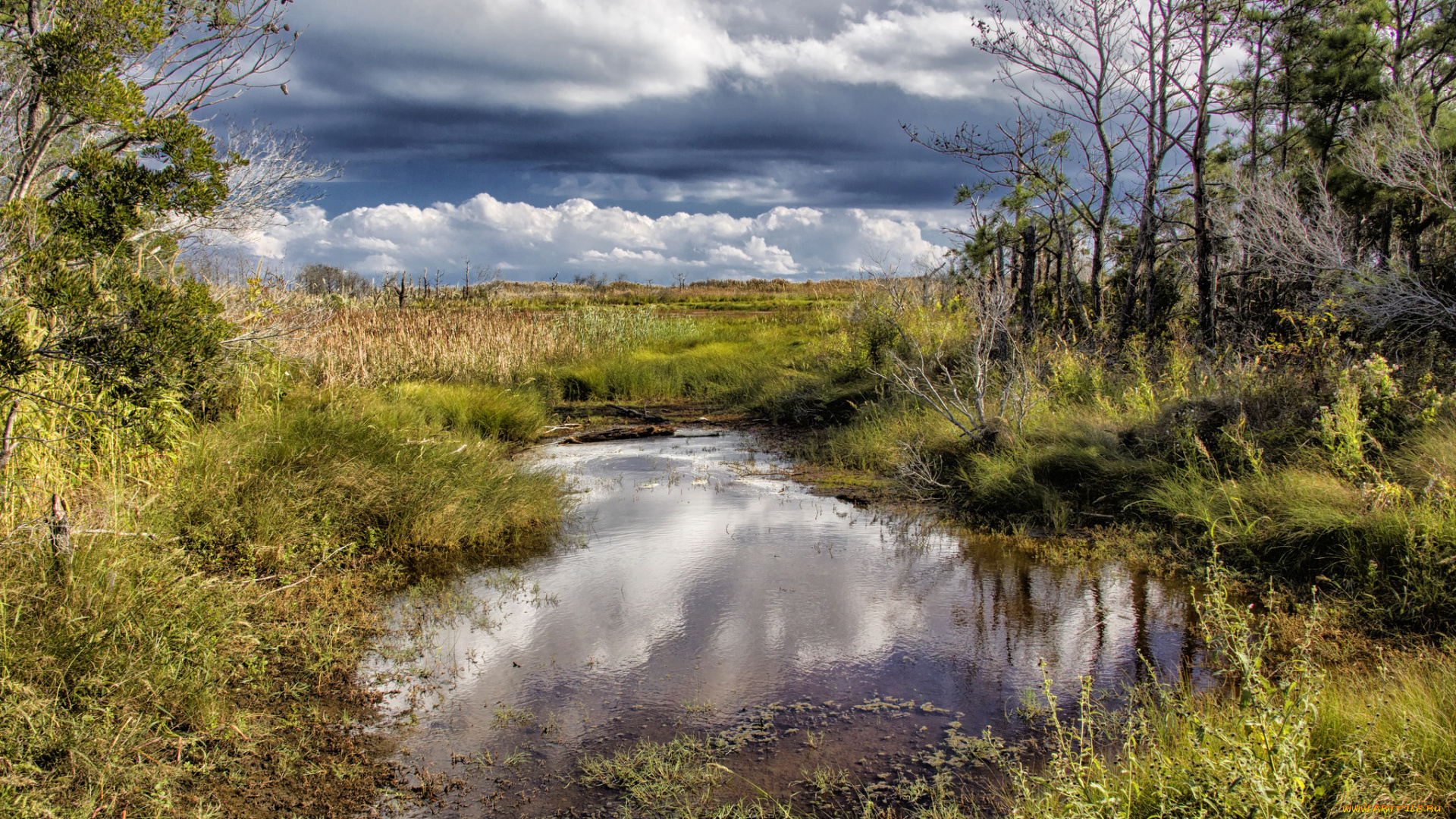 природа, другое, лужа, лес, поле