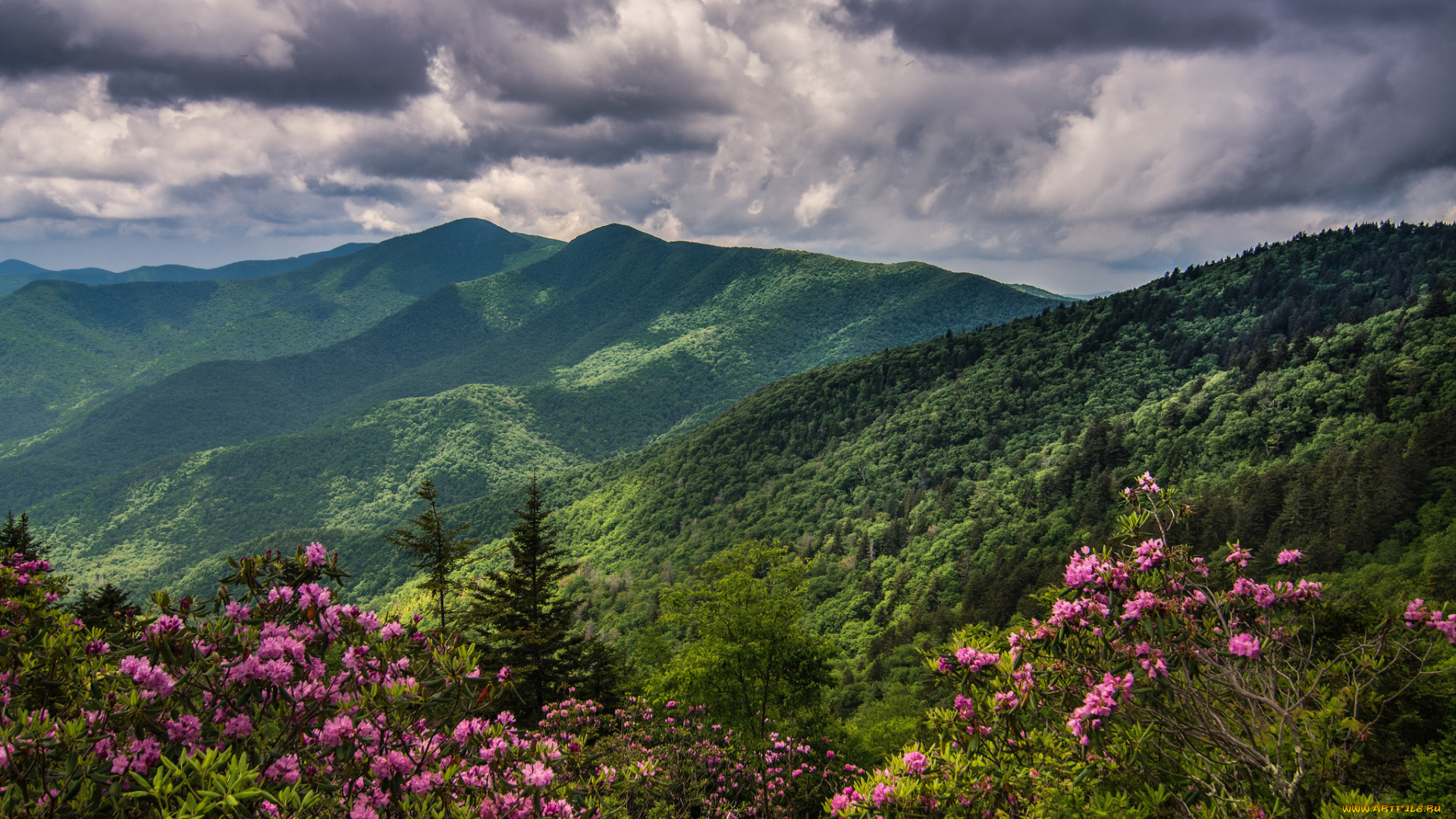 природа, горы, горная, цветы, лес, долина