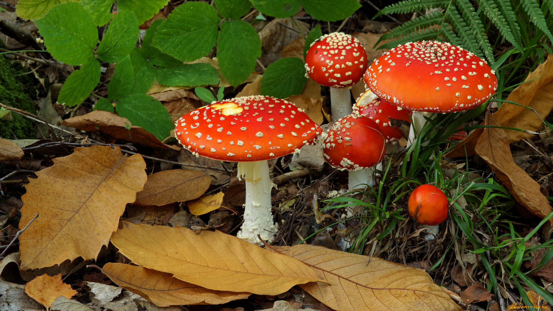 природа, грибы, , мухомор, грибочки