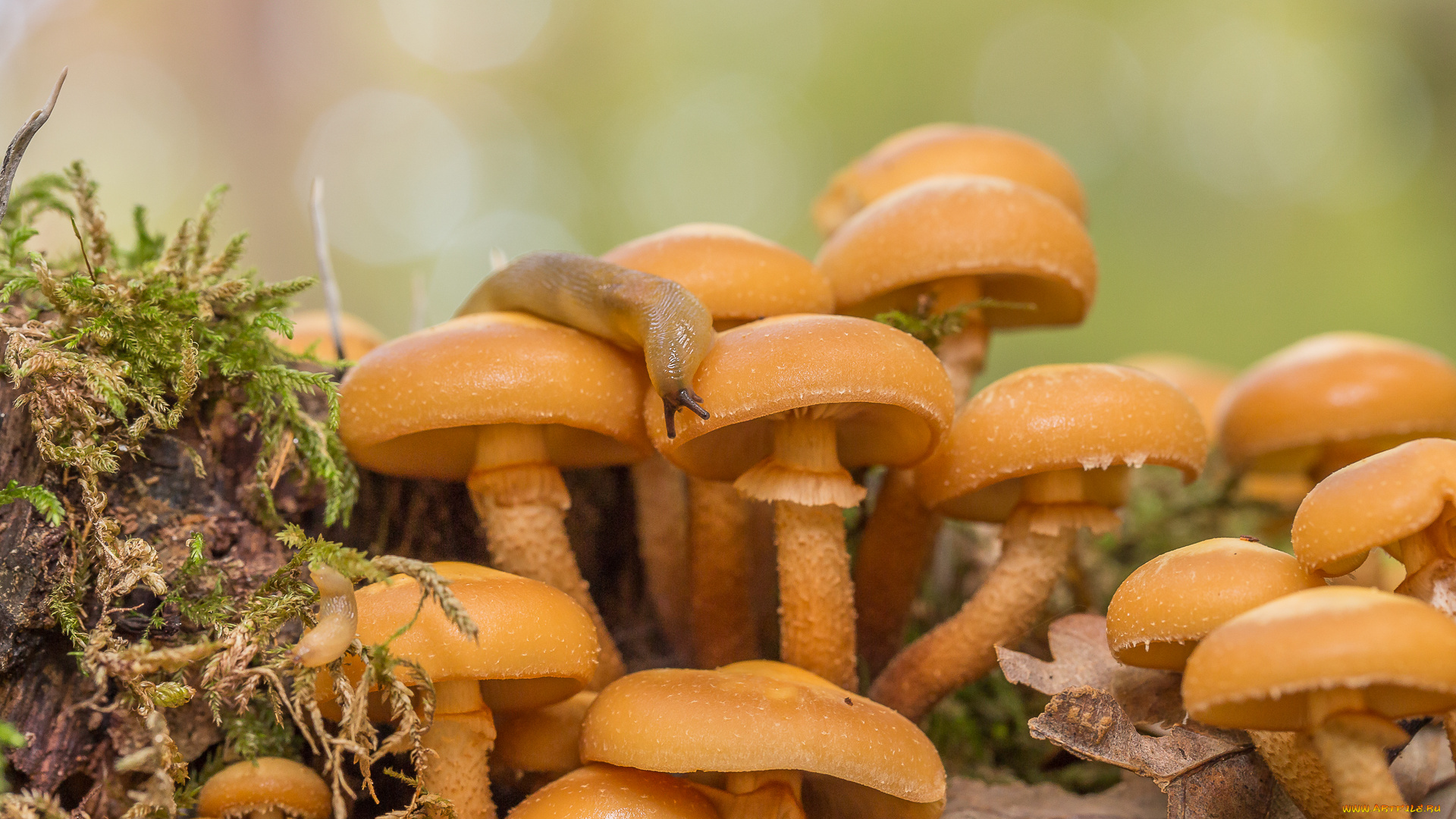 природа, грибы