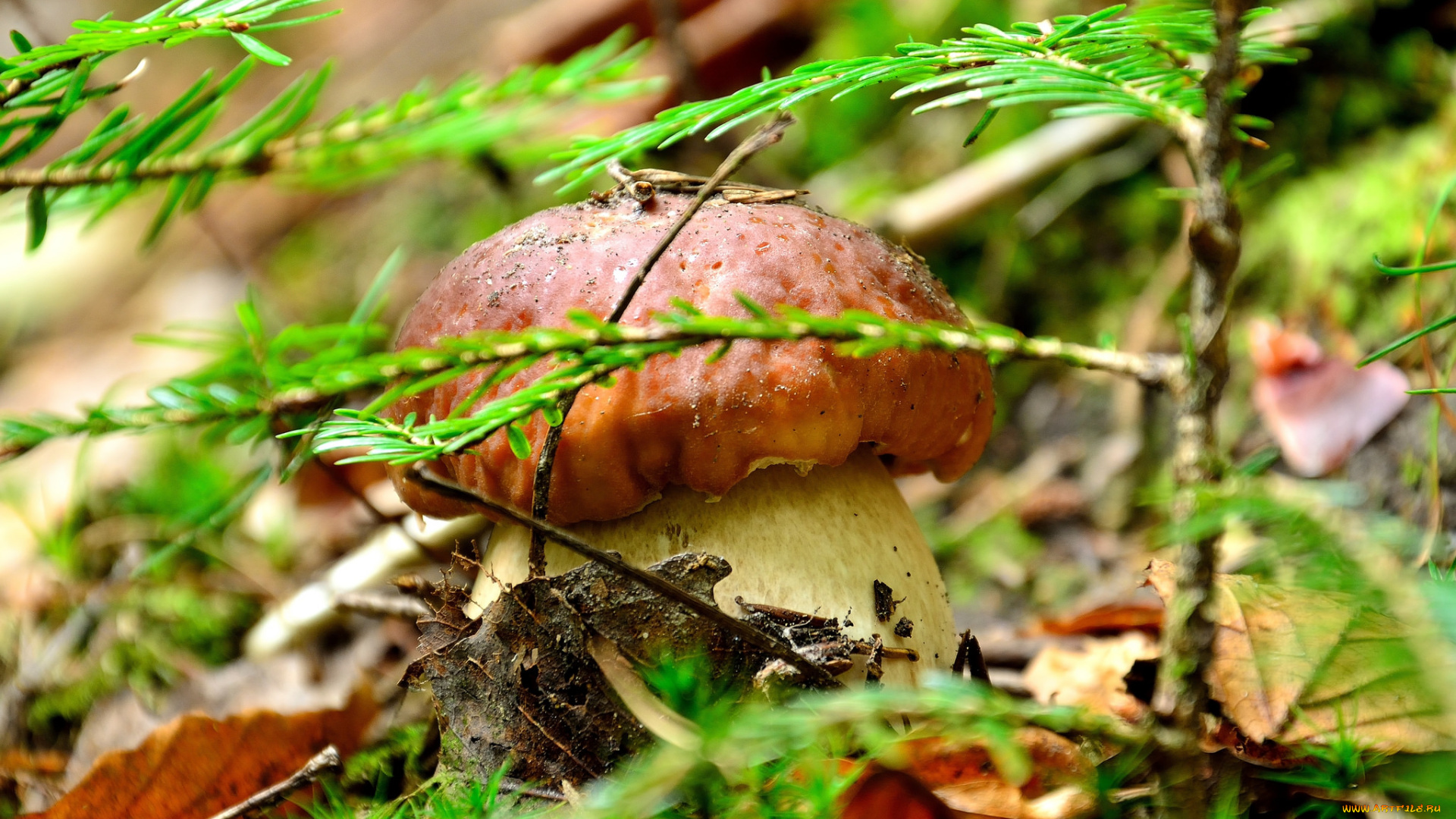 природа, грибы, боровичок