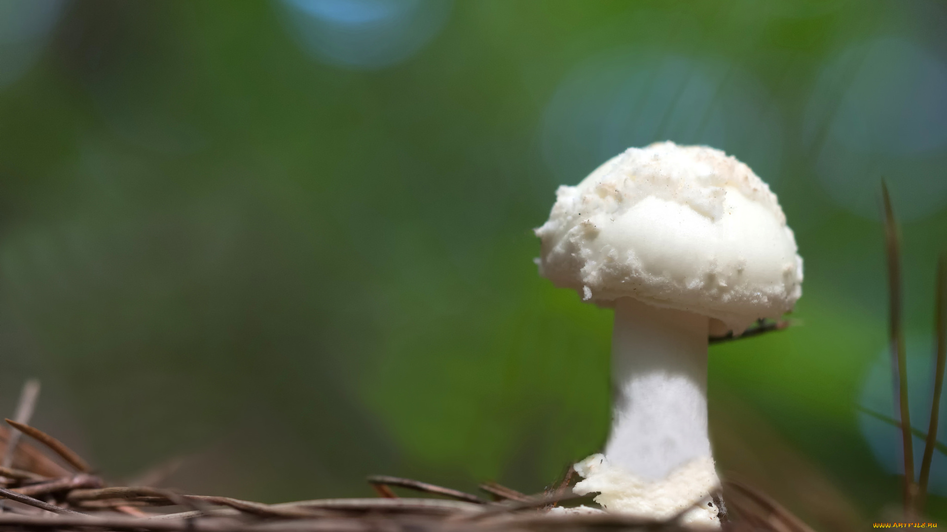 природа, грибы, гриб