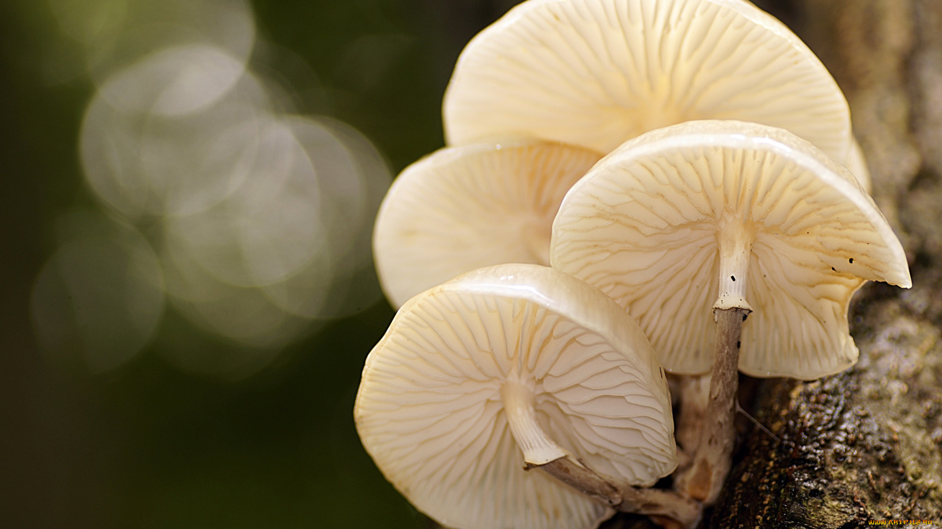 природа, грибы, макро, боке