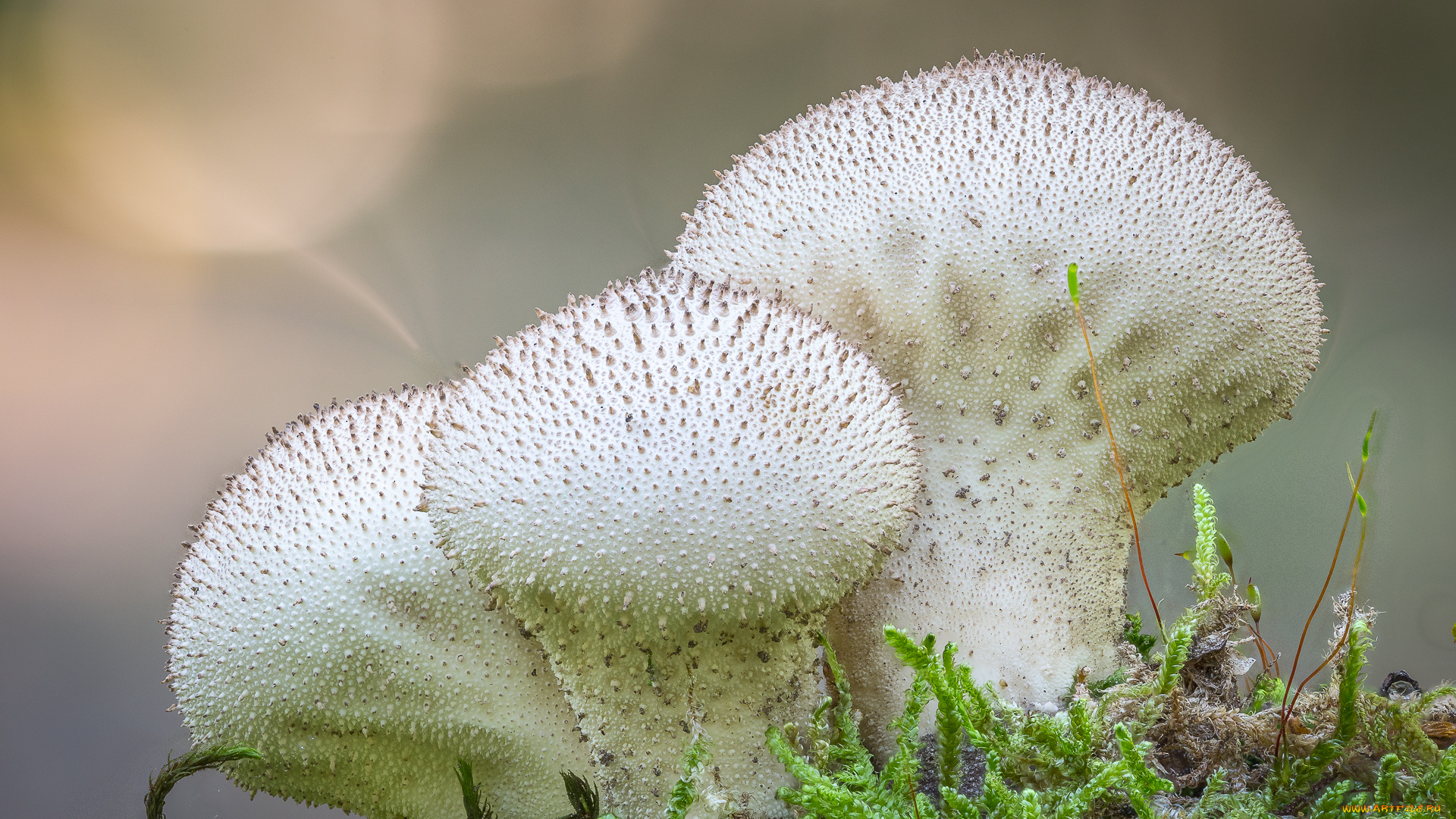 природа, грибы, макро, дождевики