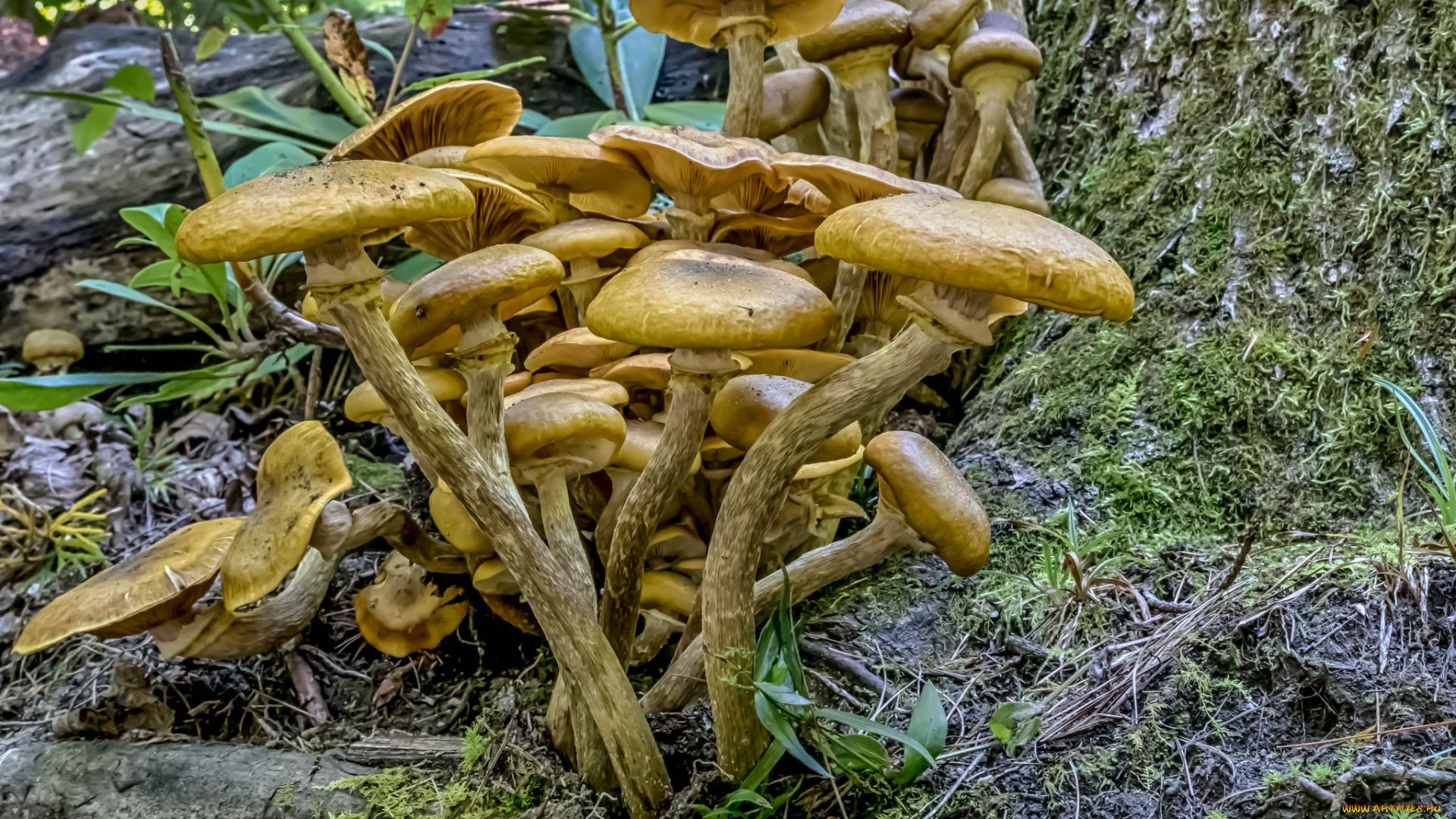 природа, грибы, опята