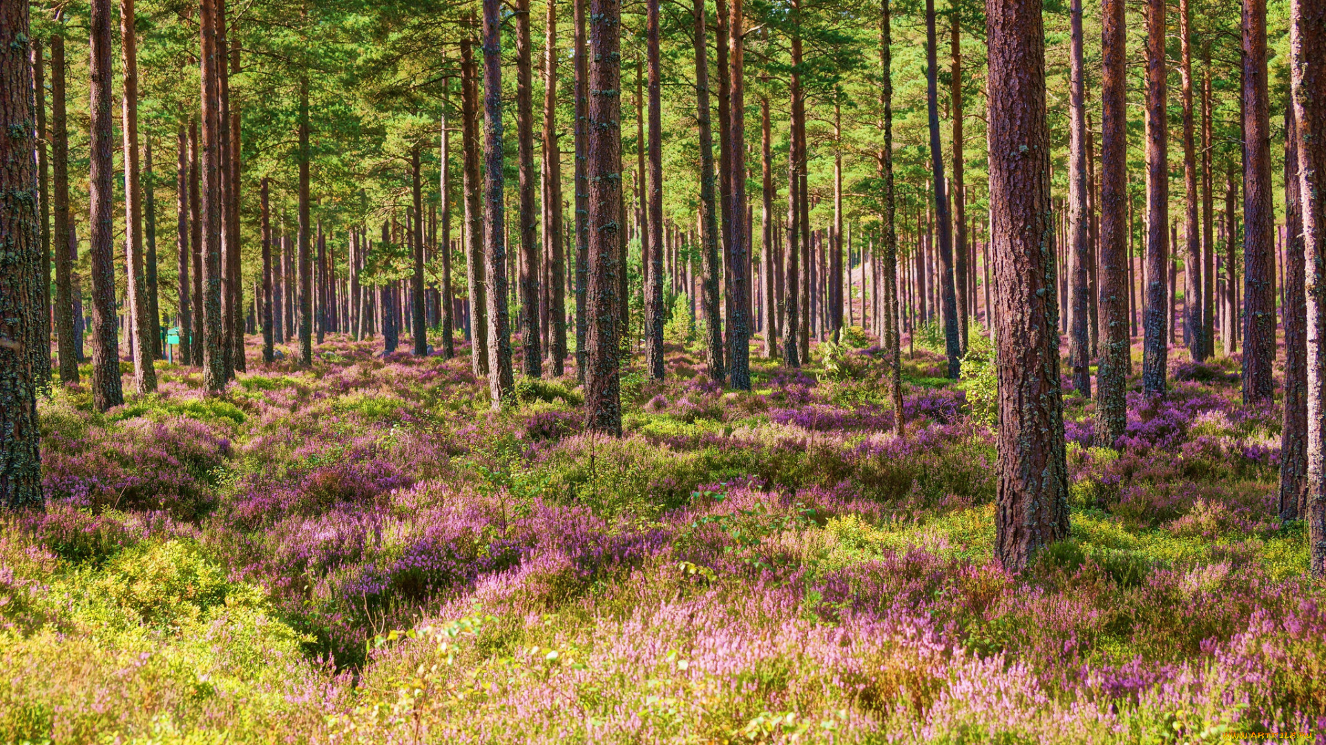 природа, лес, бор, сосновый